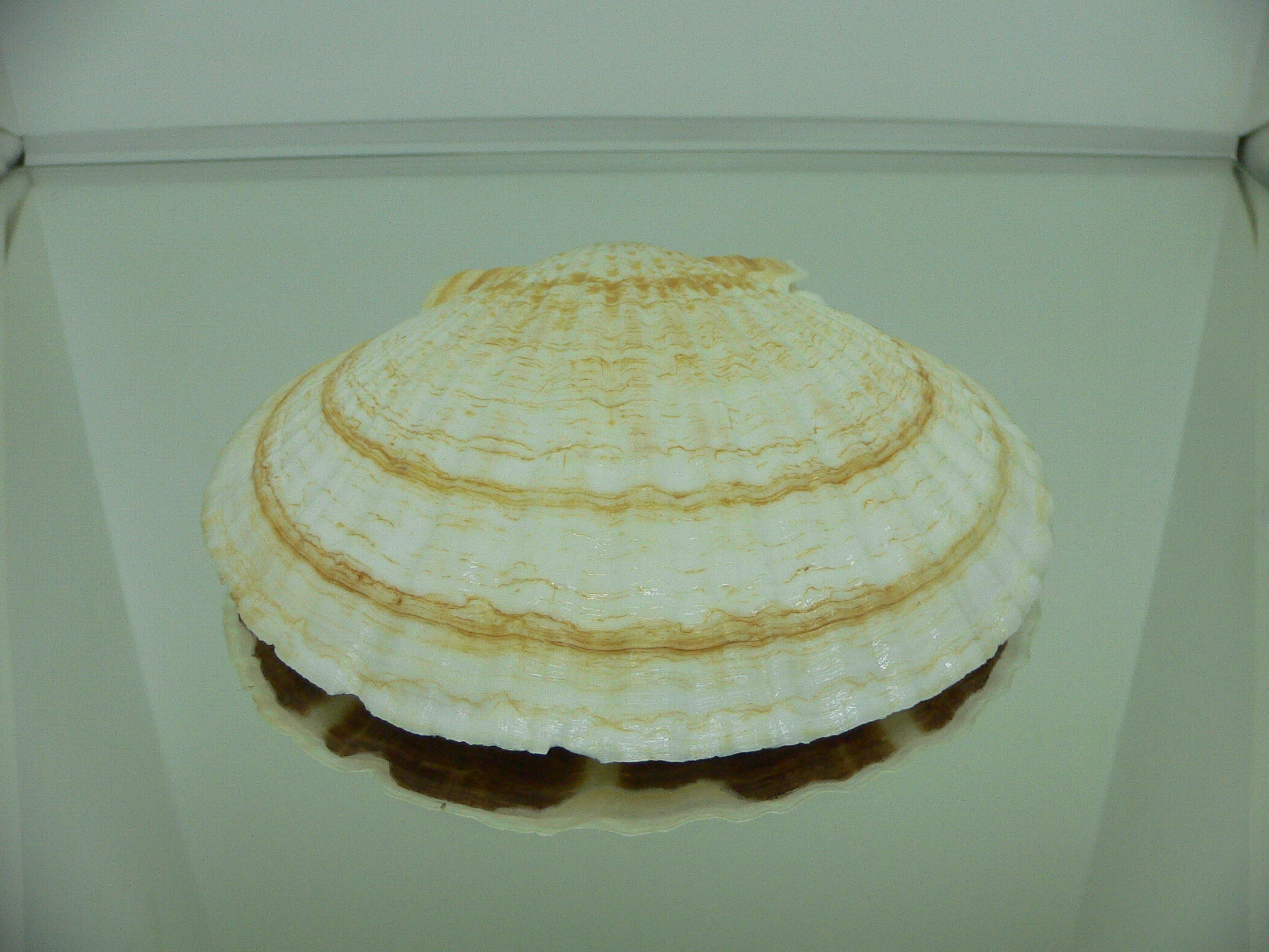 Patinopecten yessoensis POCKMARKED
