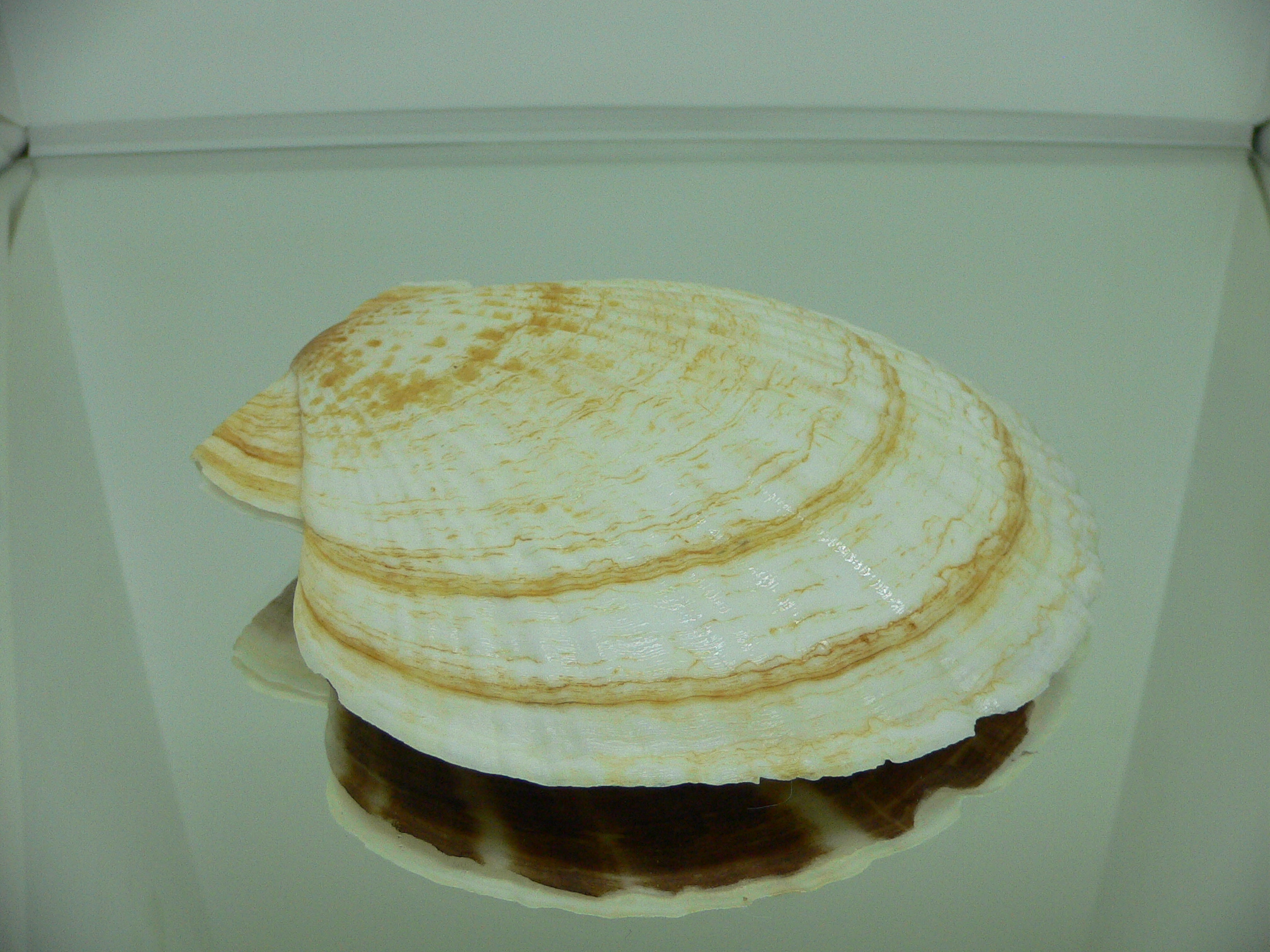 Patinopecten yessoensis POCKMARKED