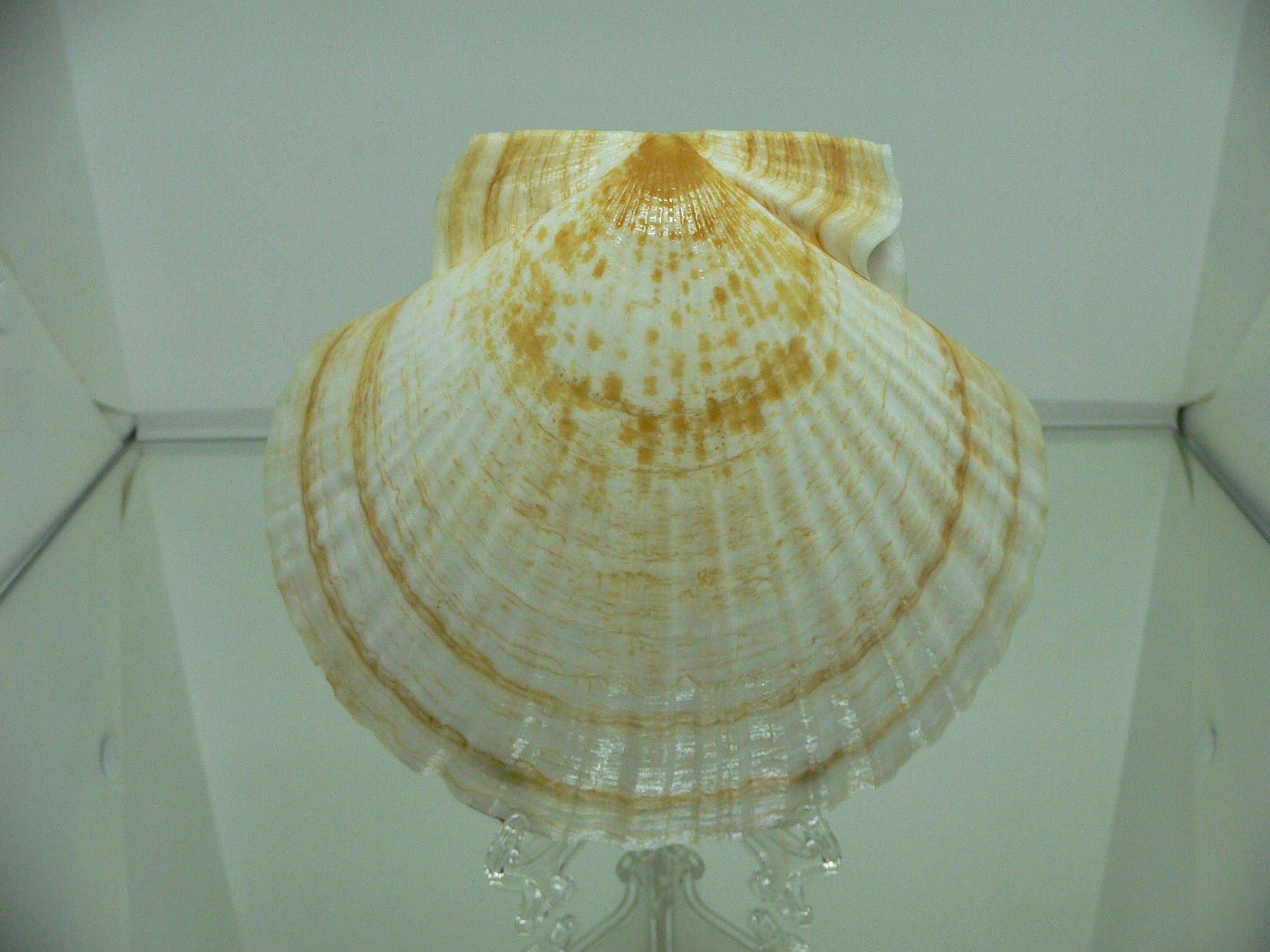 Patinopecten yessoensis POCKMARKED