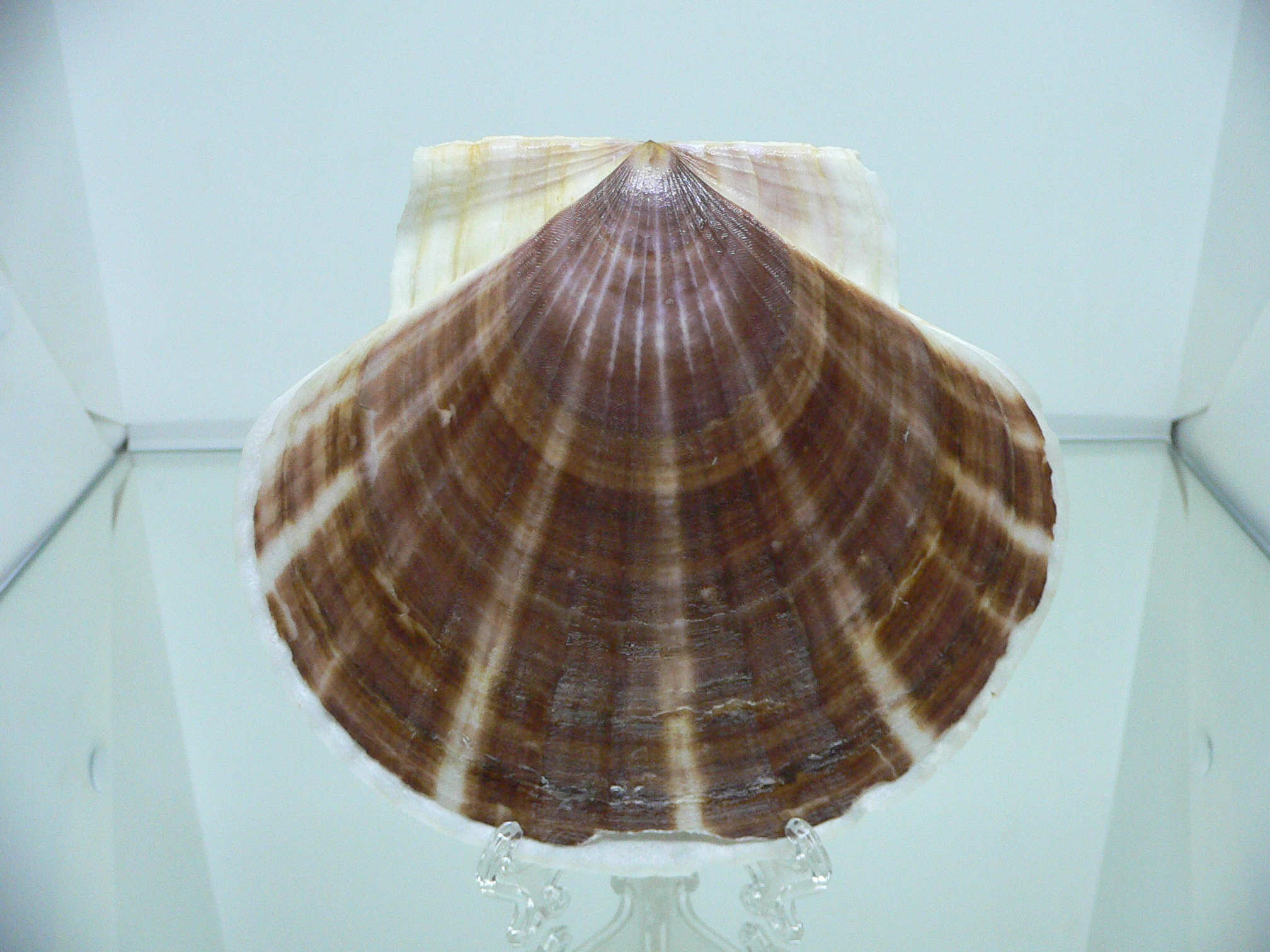 Patinopecten yessoensis POCKMARKED