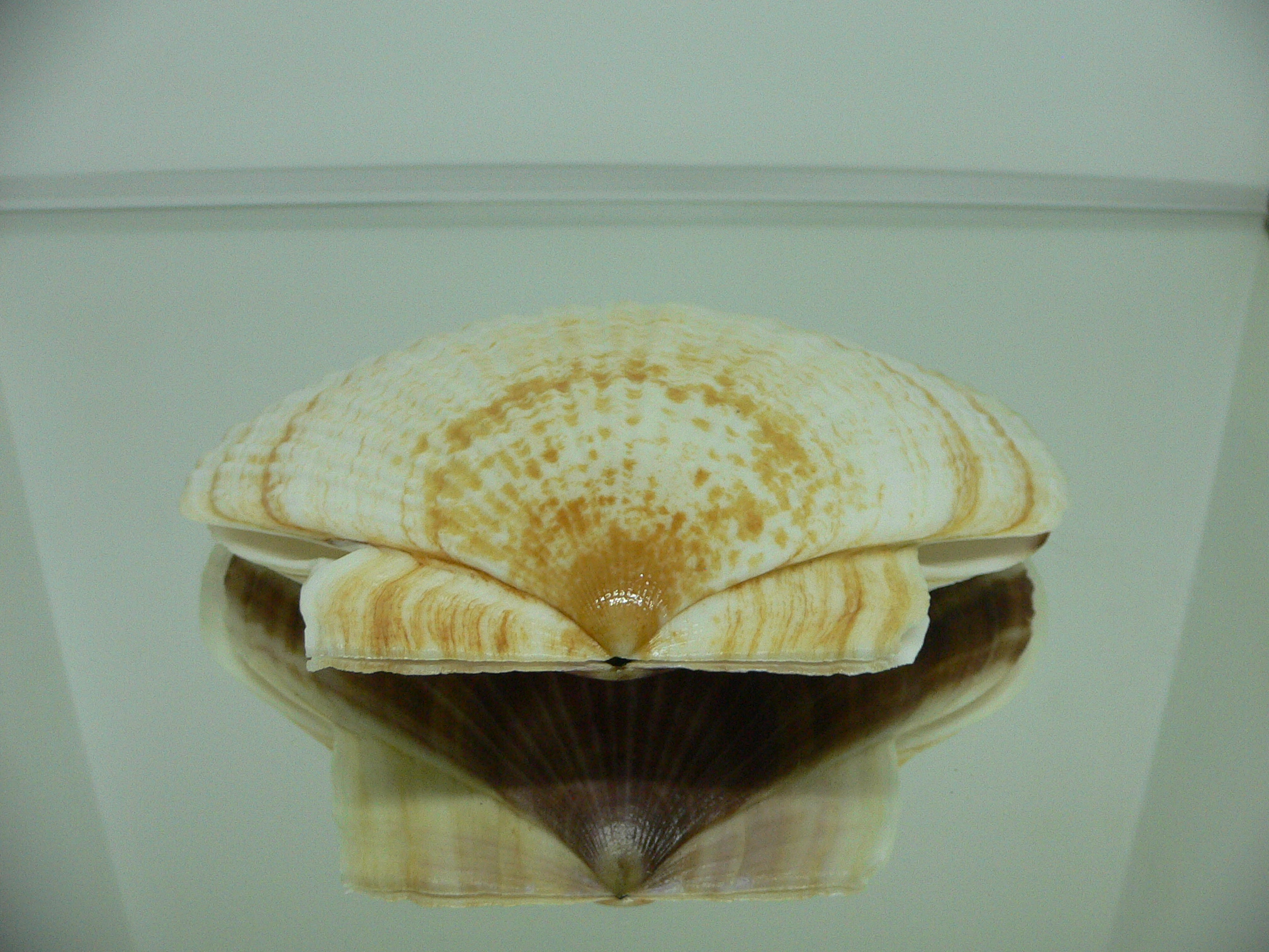 Patinopecten yessoensis POCKMARKED