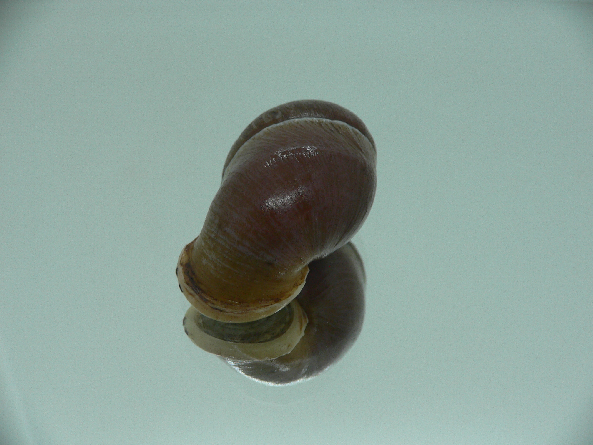 Pollicaria gravida RARE & VERY BIG