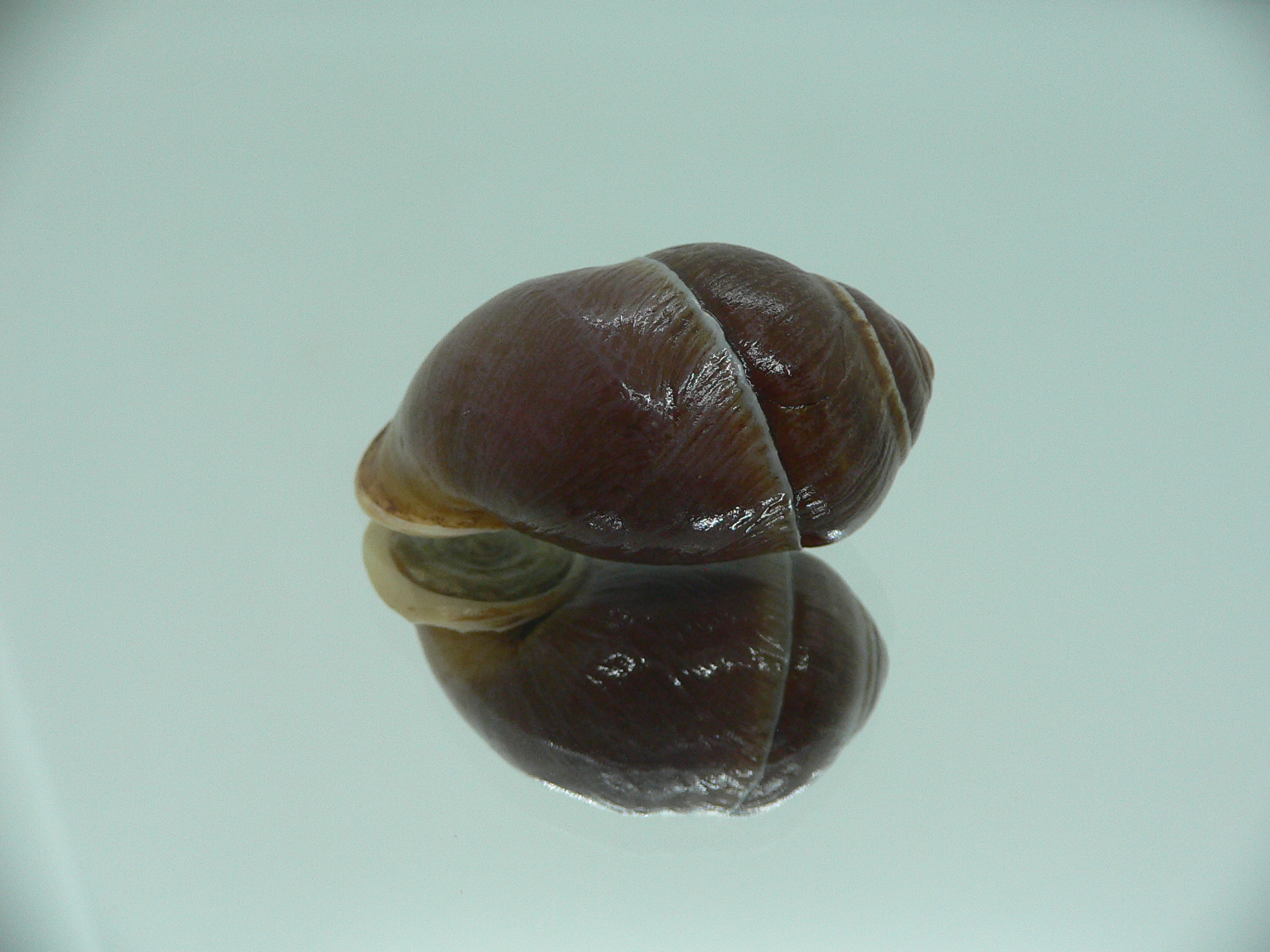 Pollicaria gravida RARE & VERY BIG