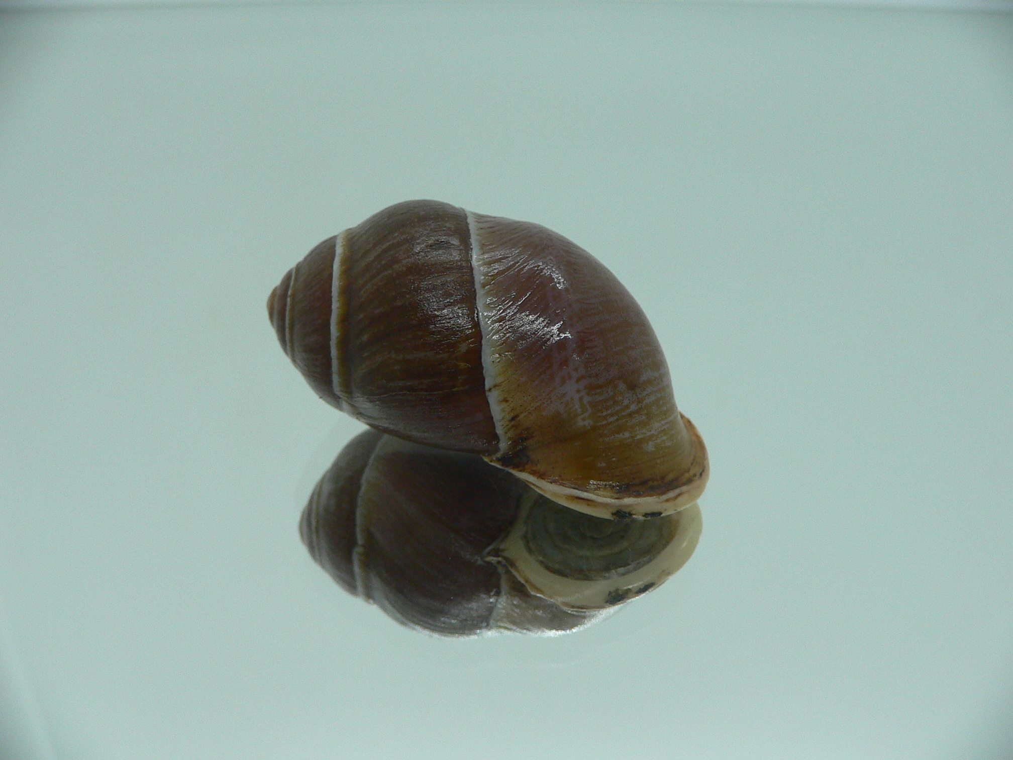 Pollicaria gravida RARE & VERY BIG