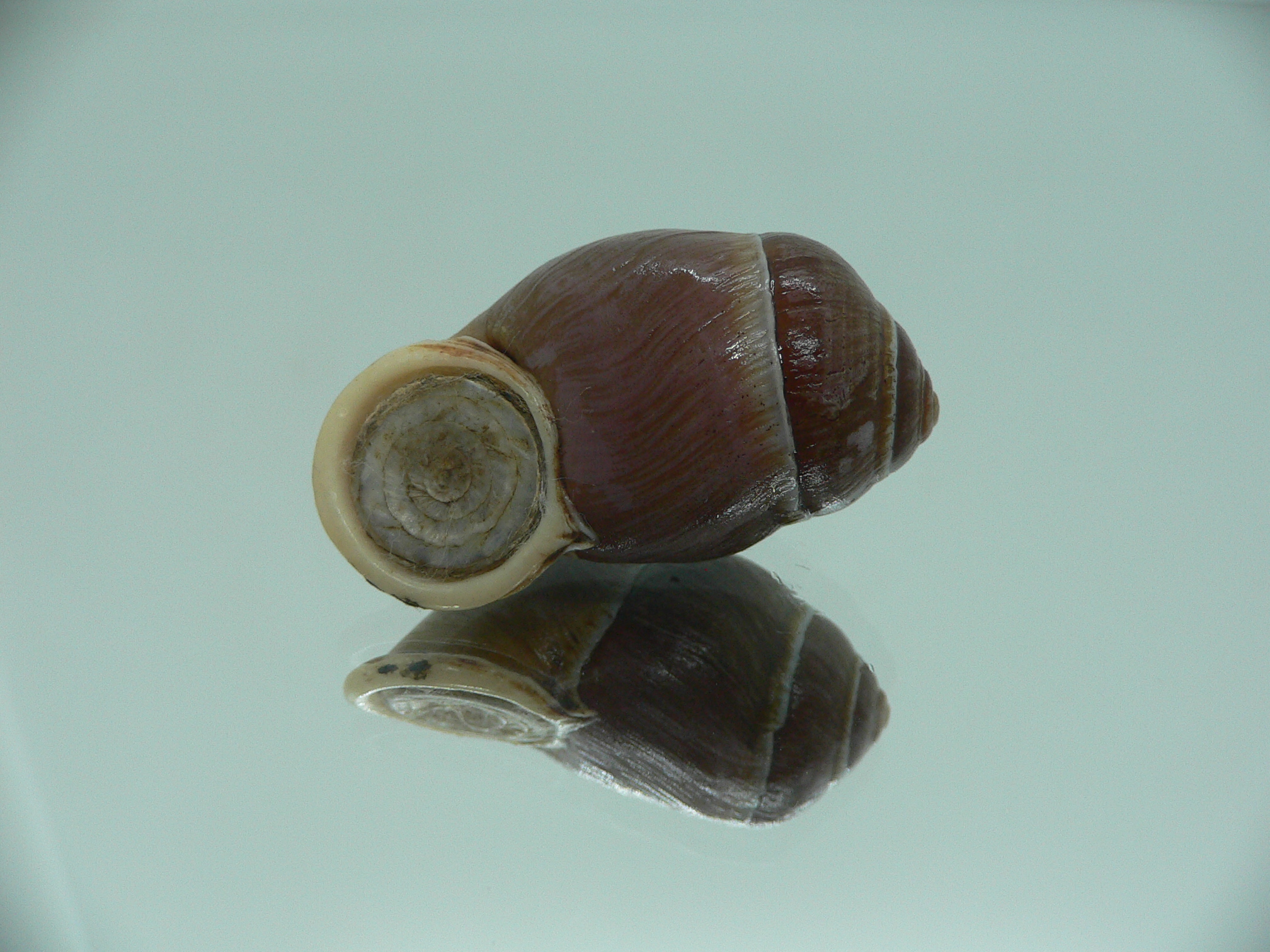Pollicaria gravida RARE & VERY BIG