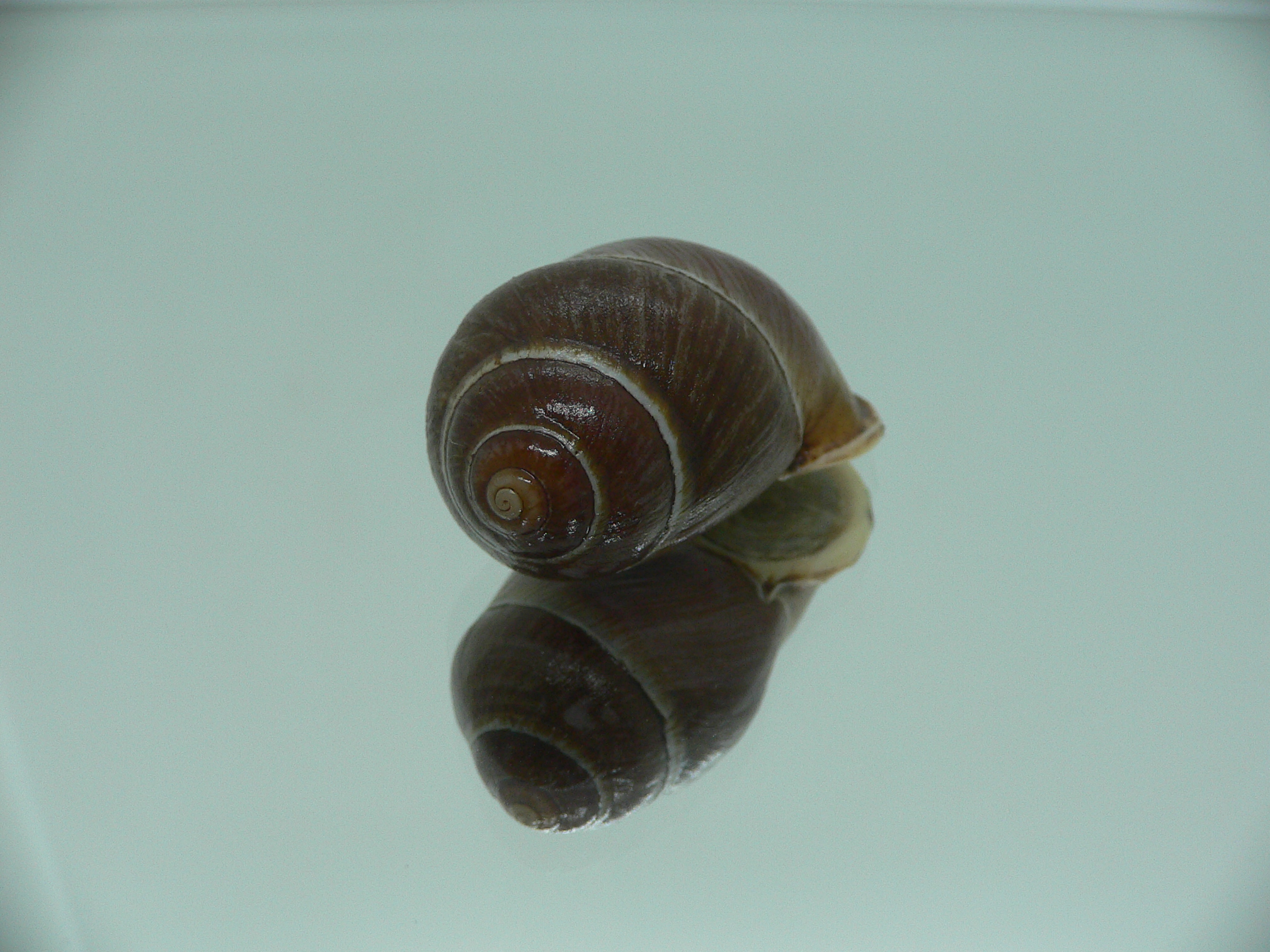 Pollicaria gravida RARE & VERY BIG