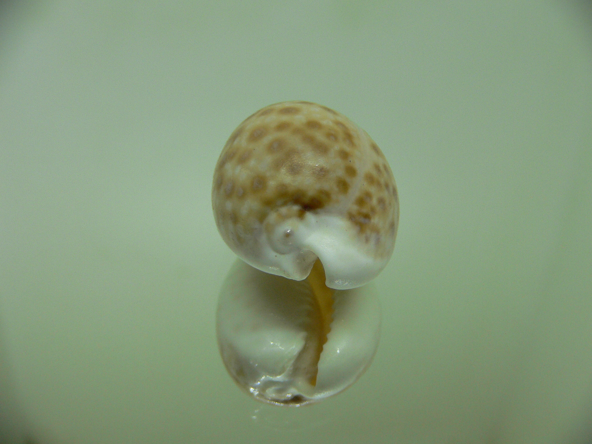 Cypraea marginalis (dead)