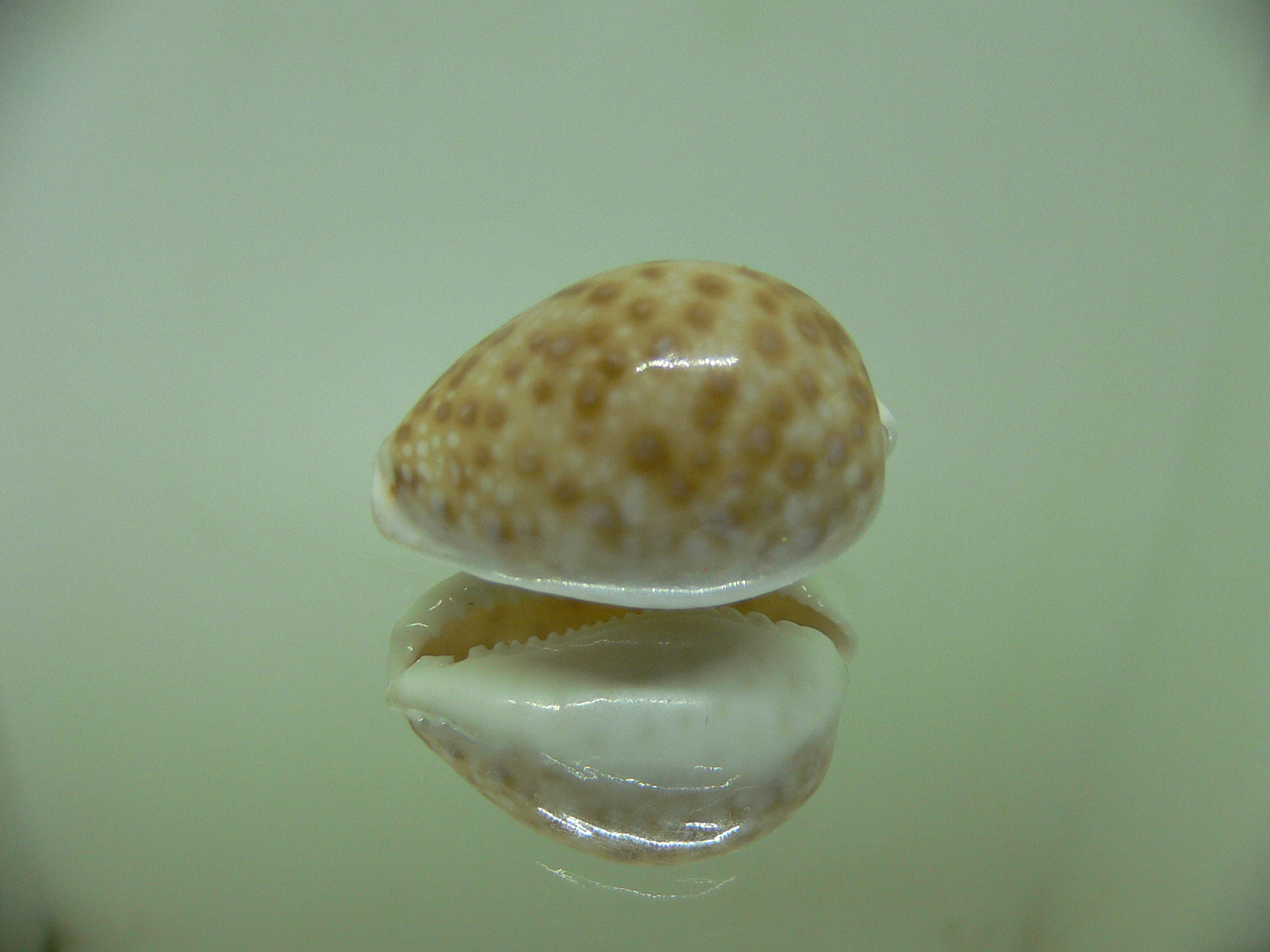 Cypraea marginalis (dead)