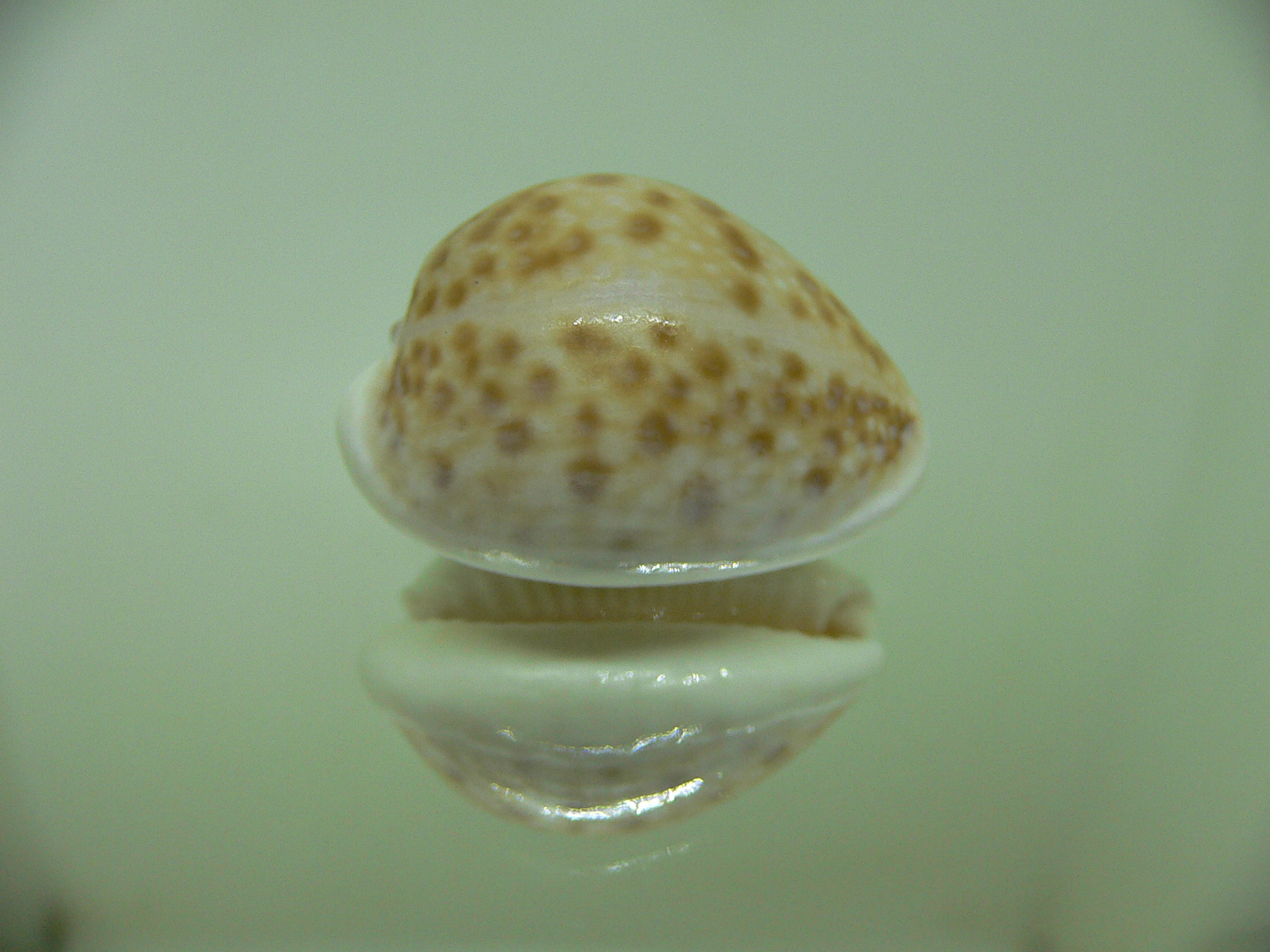 Cypraea marginalis (dead)