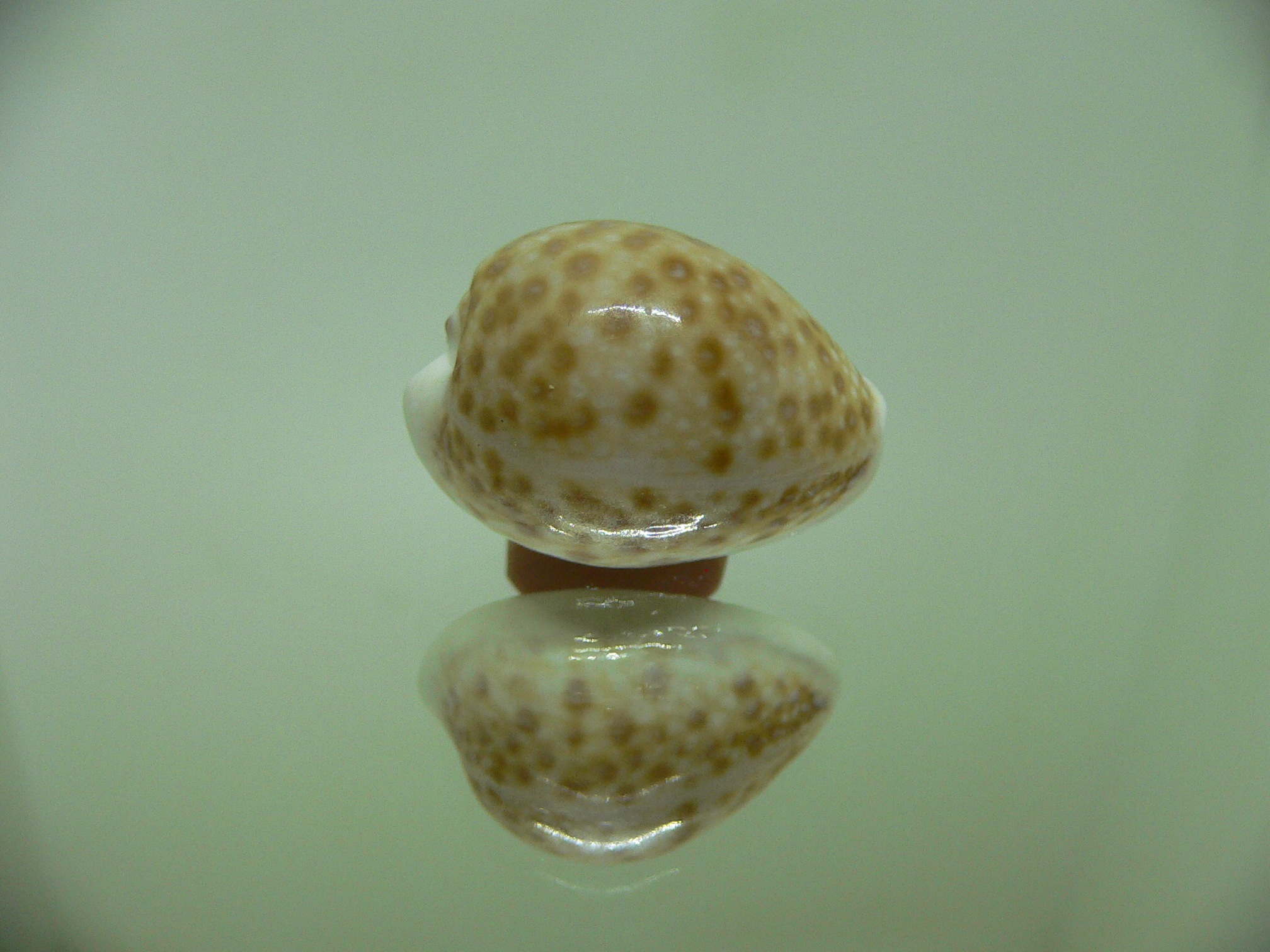 Cypraea marginalis (dead)