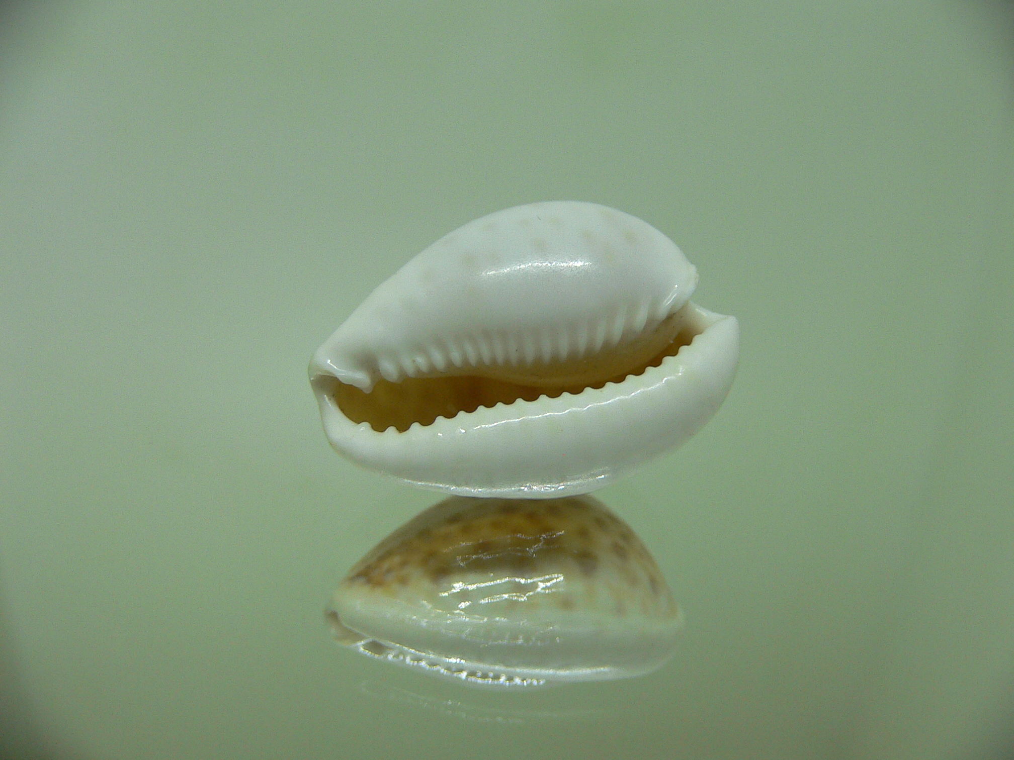 Cypraea marginalis (dead)