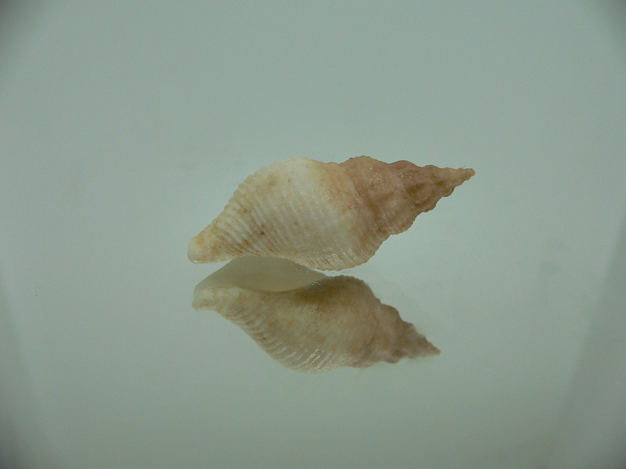 Afrocominella capensis BICOLOR