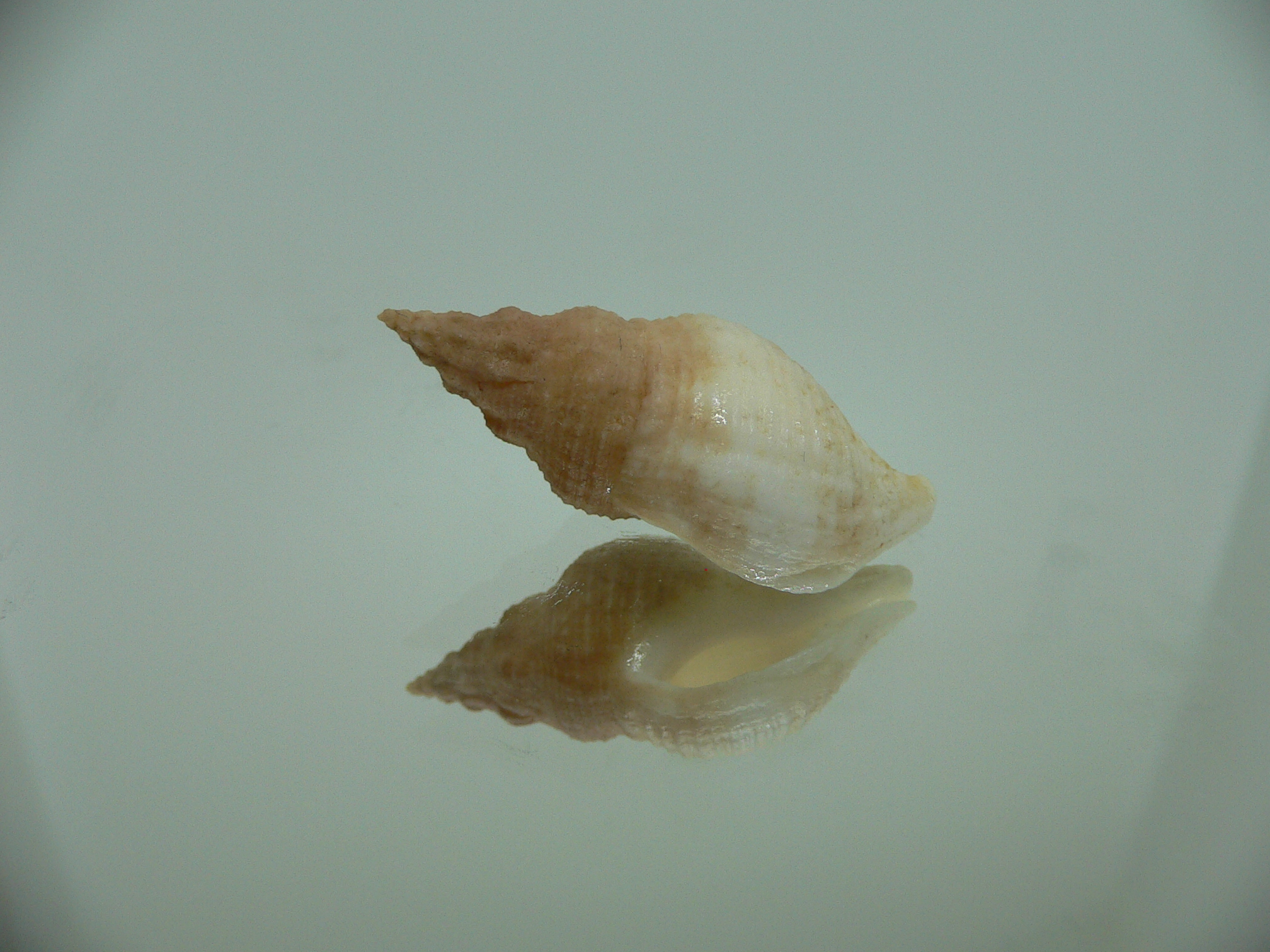 Afrocominella capensis BICOLOR