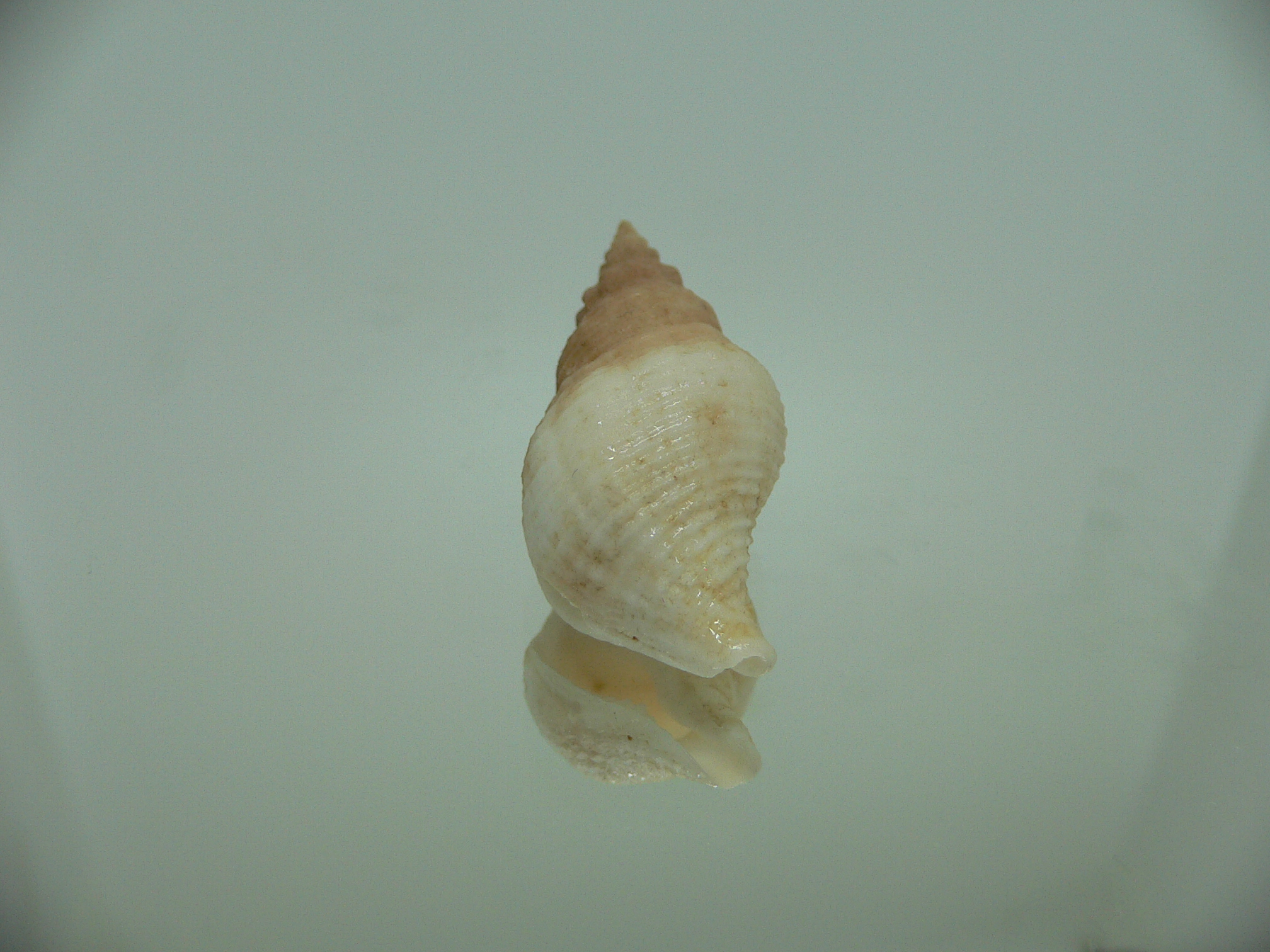 Afrocominella capensis BICOLOR