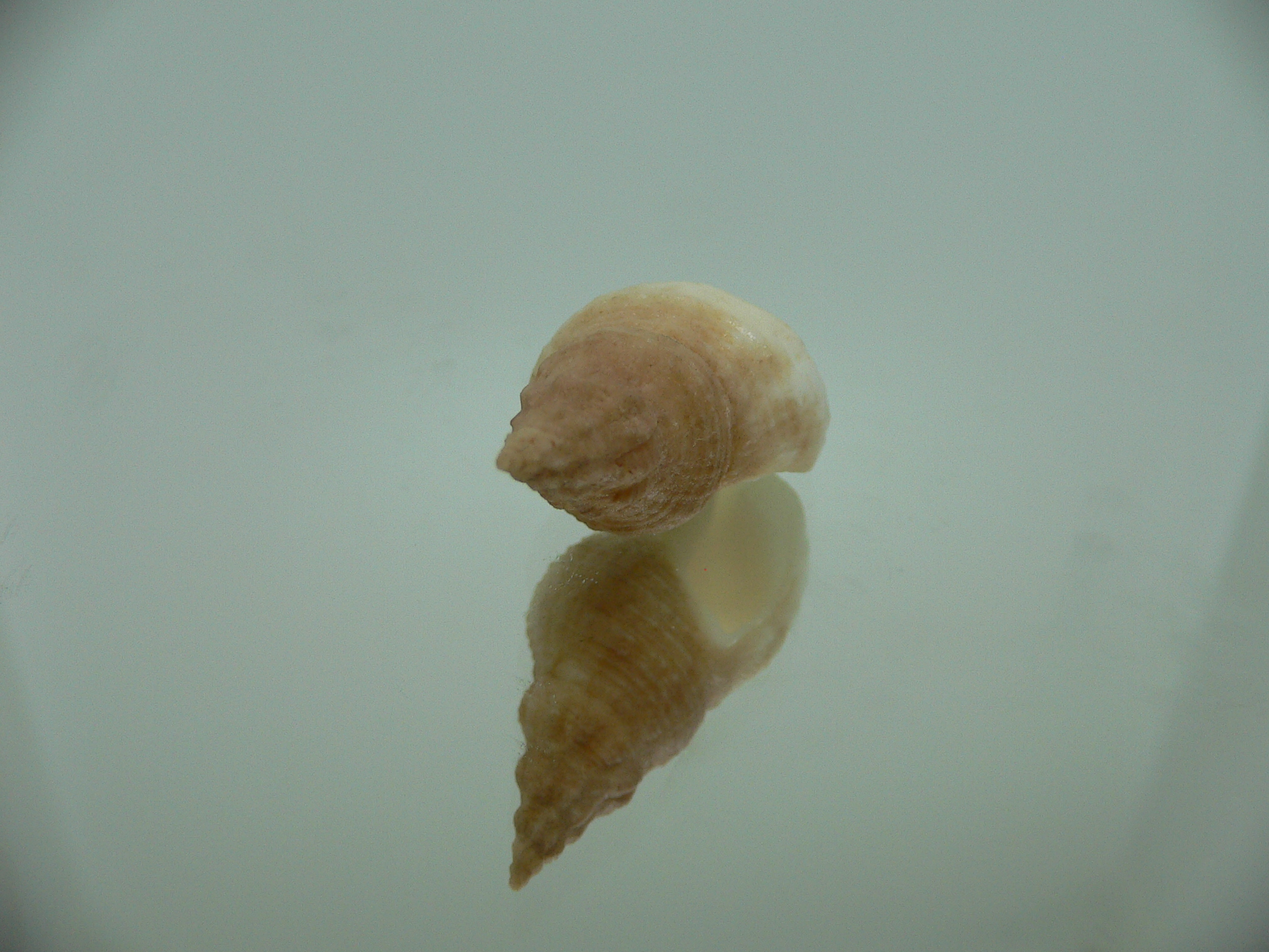 Afrocominella capensis BICOLOR