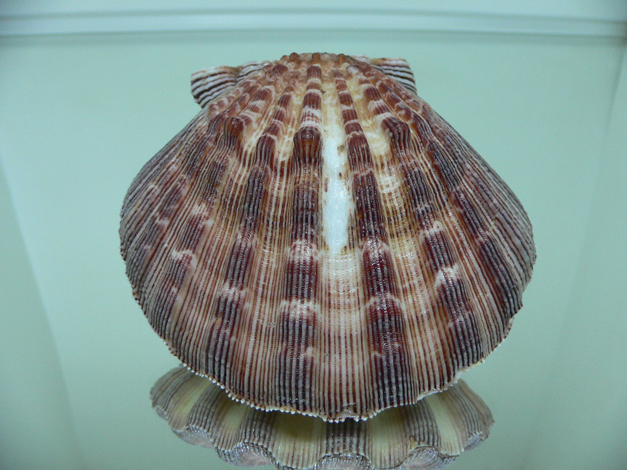 Nodipecten subnodosus RARE