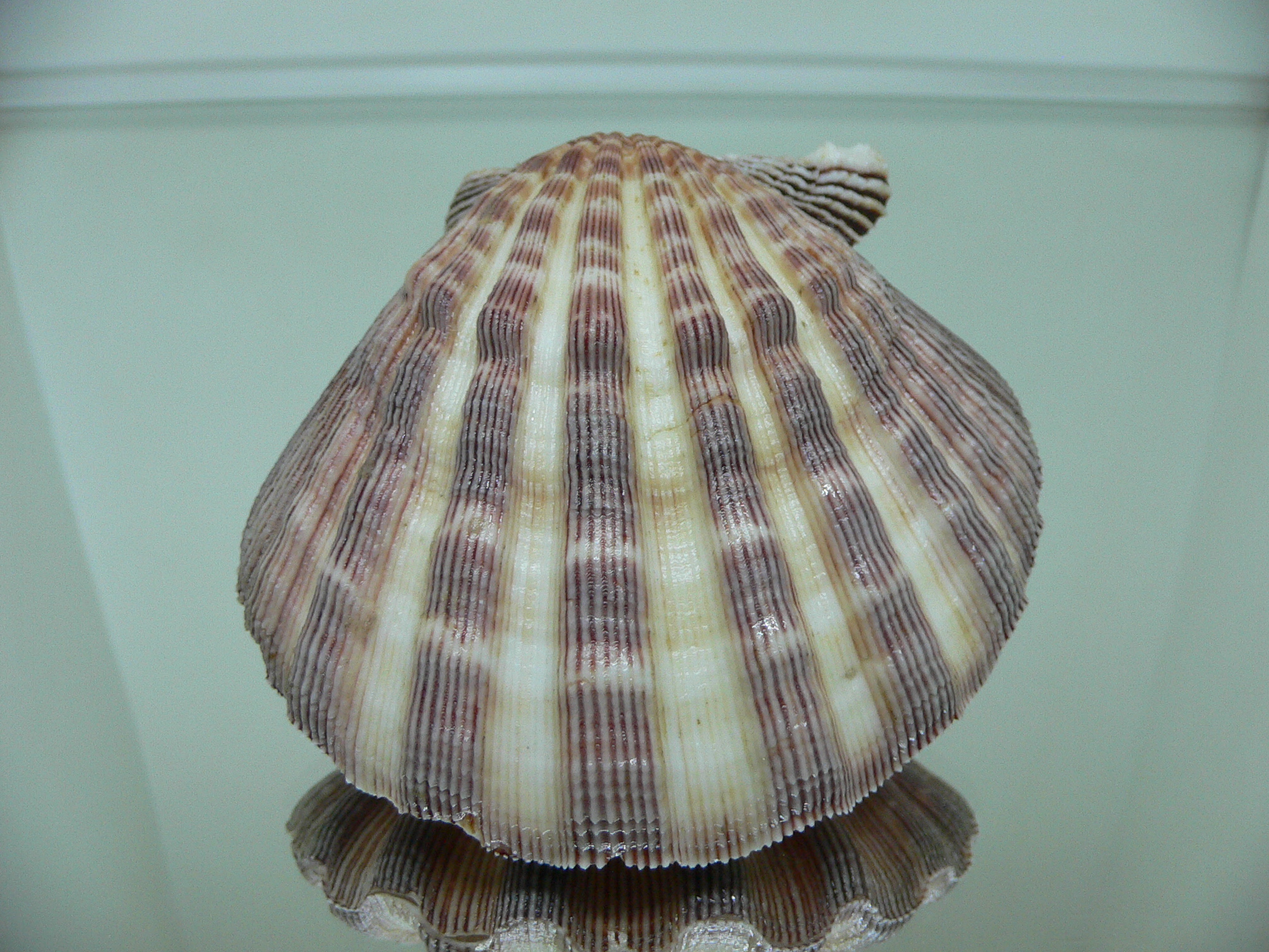 Nodipecten subnodosus RARE