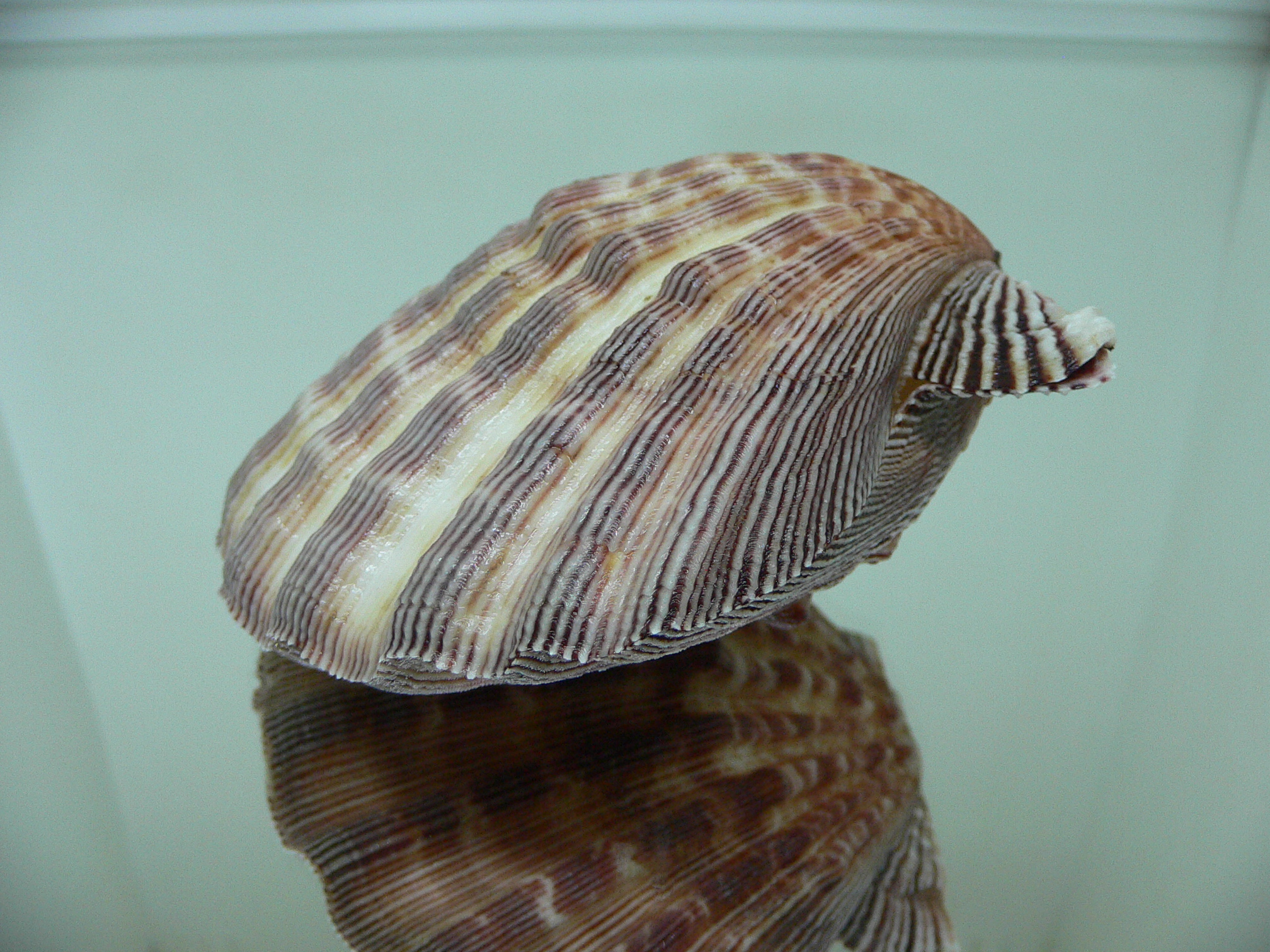 Nodipecten subnodosus RARE