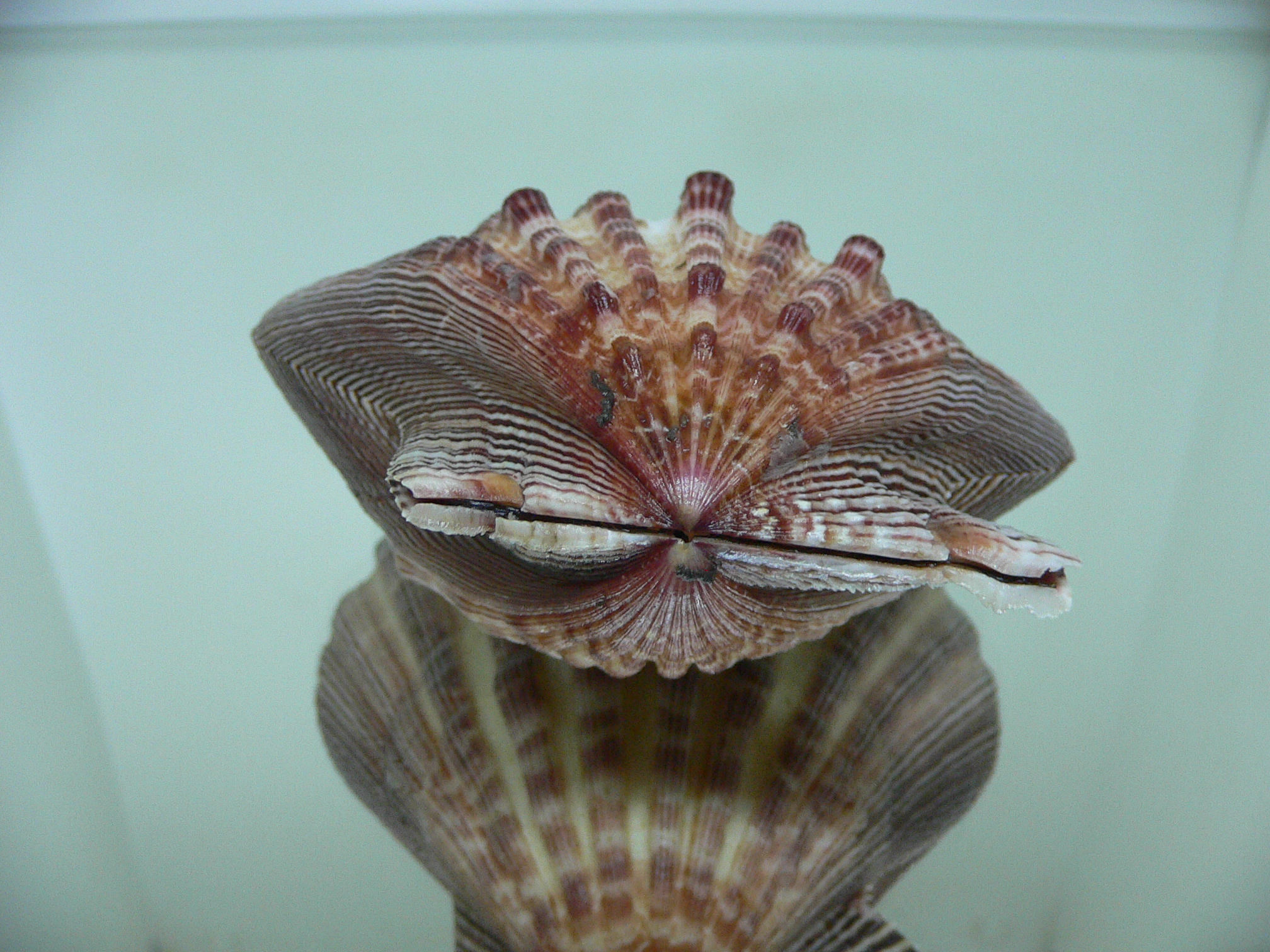 Nodipecten subnodosus RARE