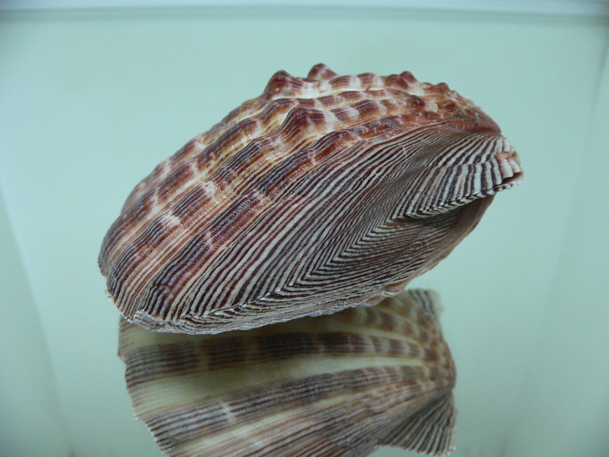 Nodipecten subnodosus RARE