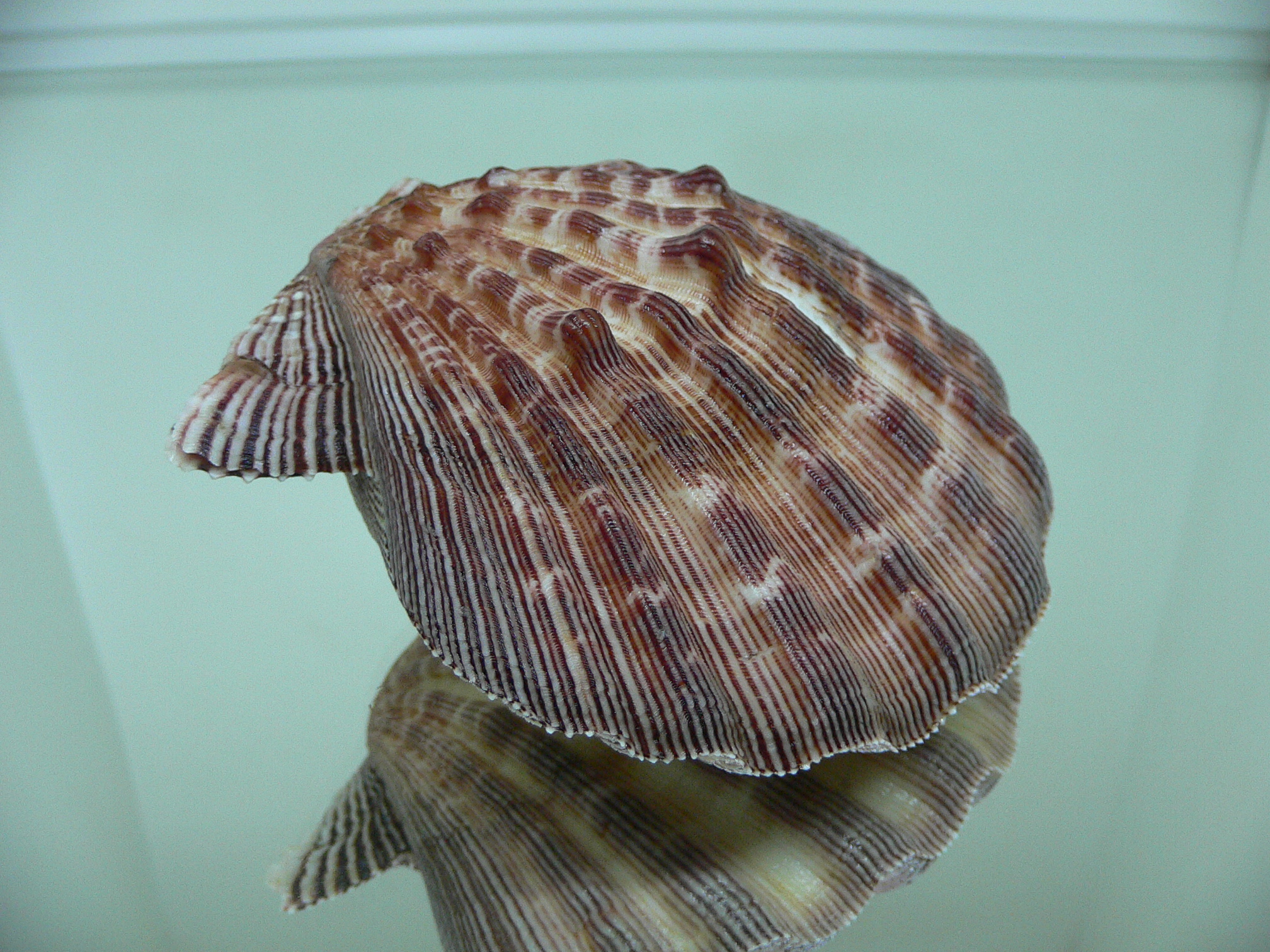 Nodipecten subnodosus RARE