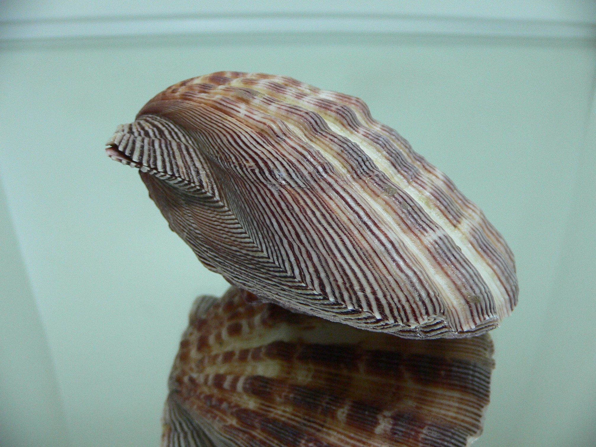 Nodipecten subnodosus RARE