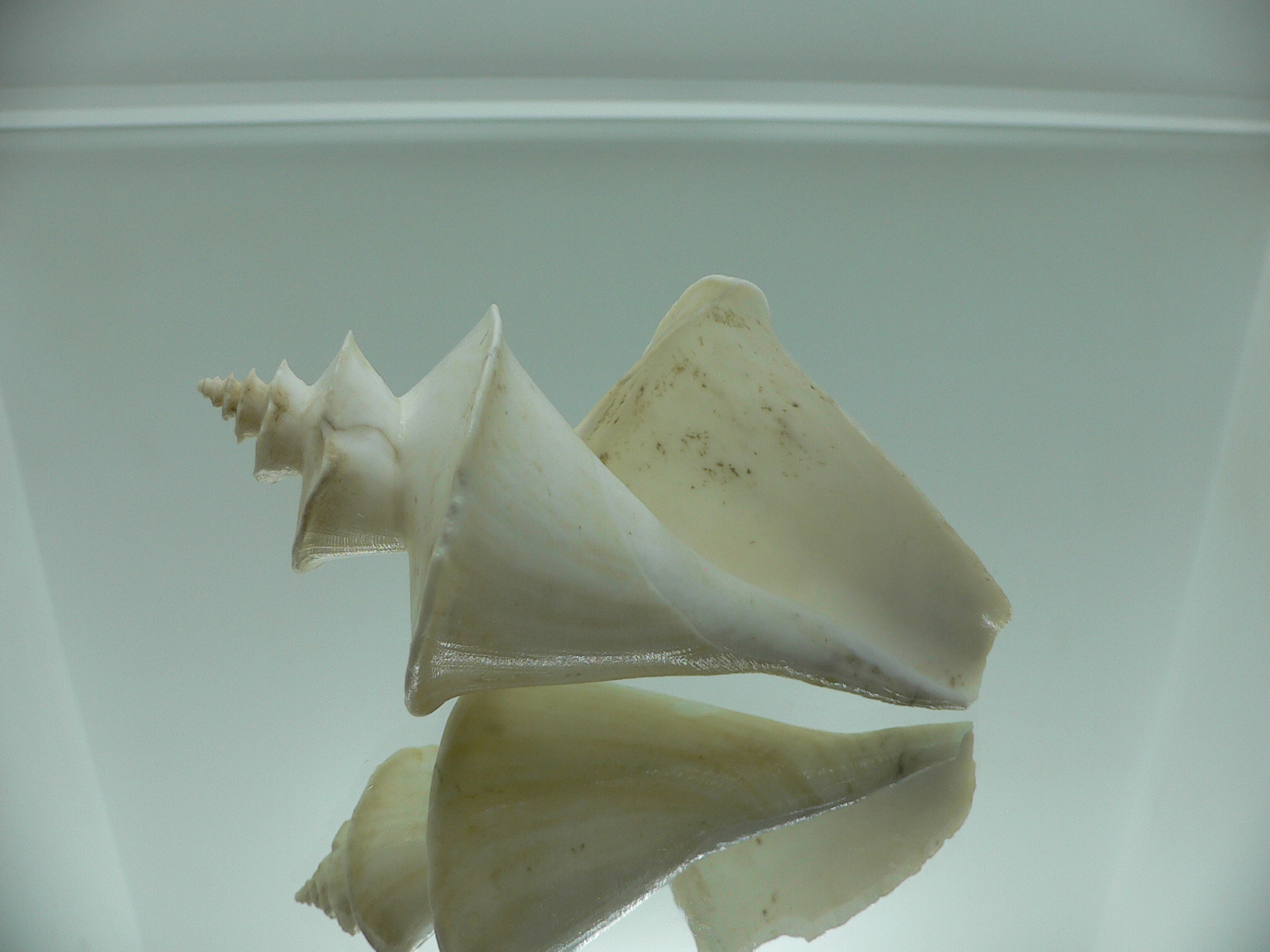 Thatcheria mirabilis LIGHT