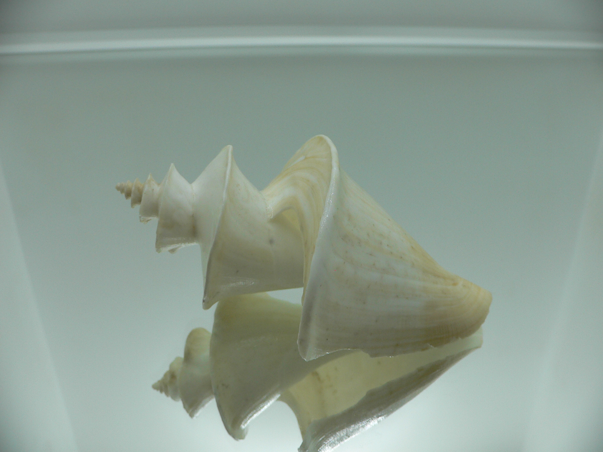 Thatcheria mirabilis LIGHT