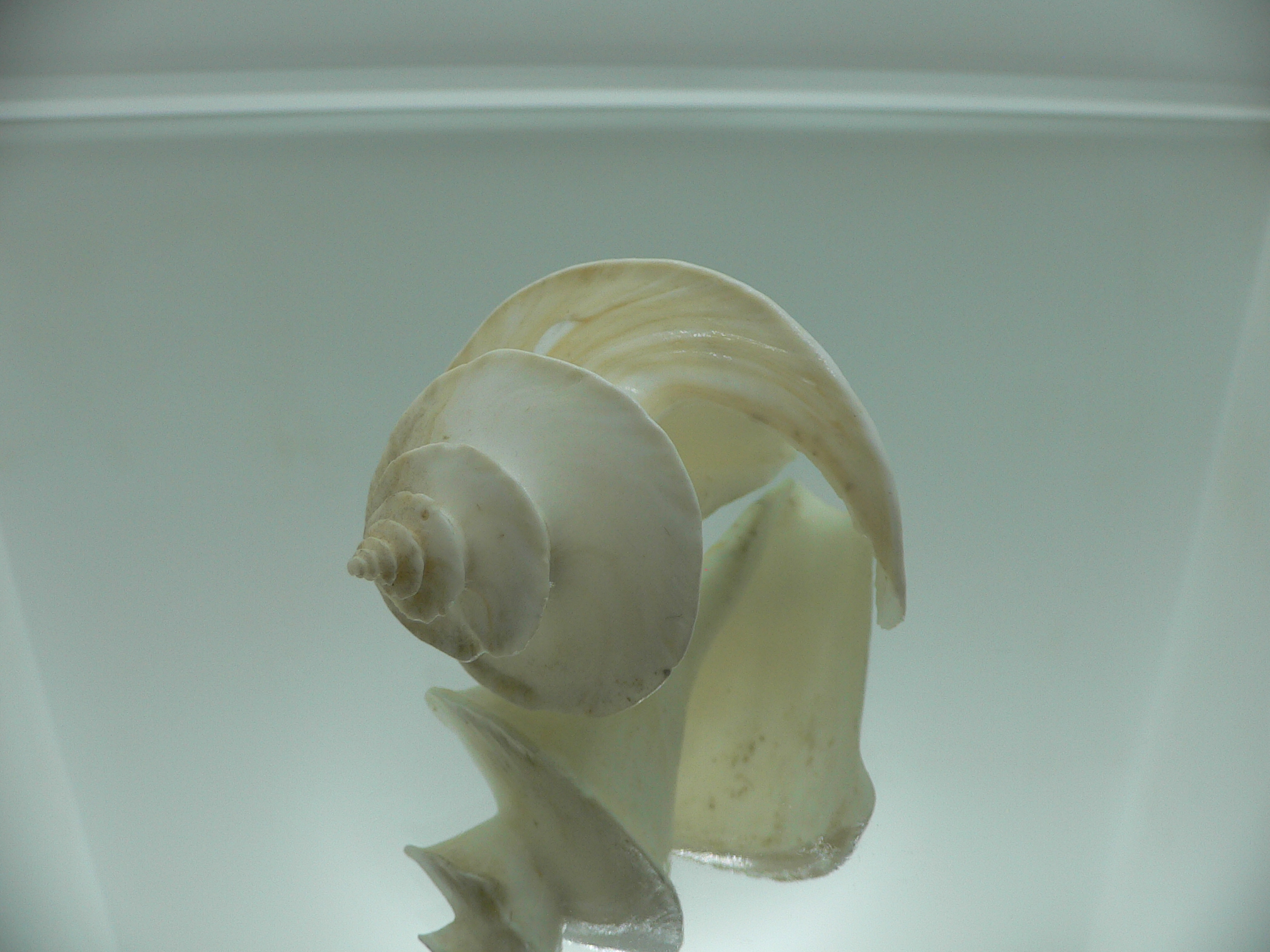 Thatcheria mirabilis LIGHT