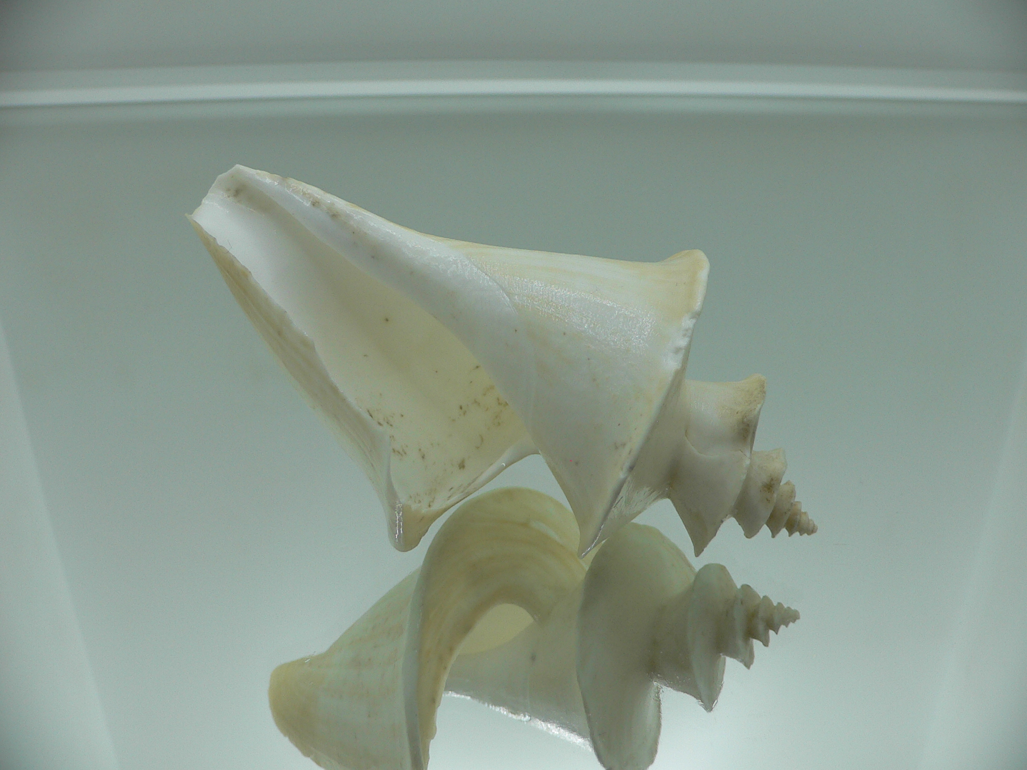 Thatcheria mirabilis LIGHT