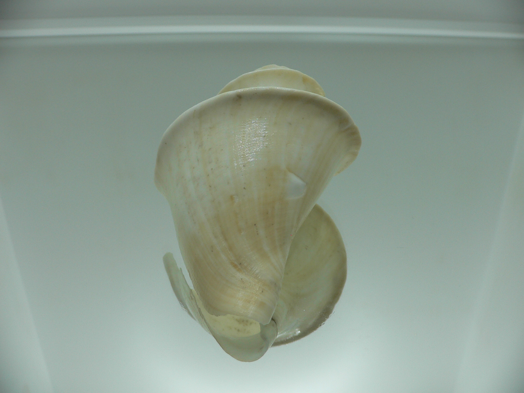 Thatcheria mirabilis LIGHT