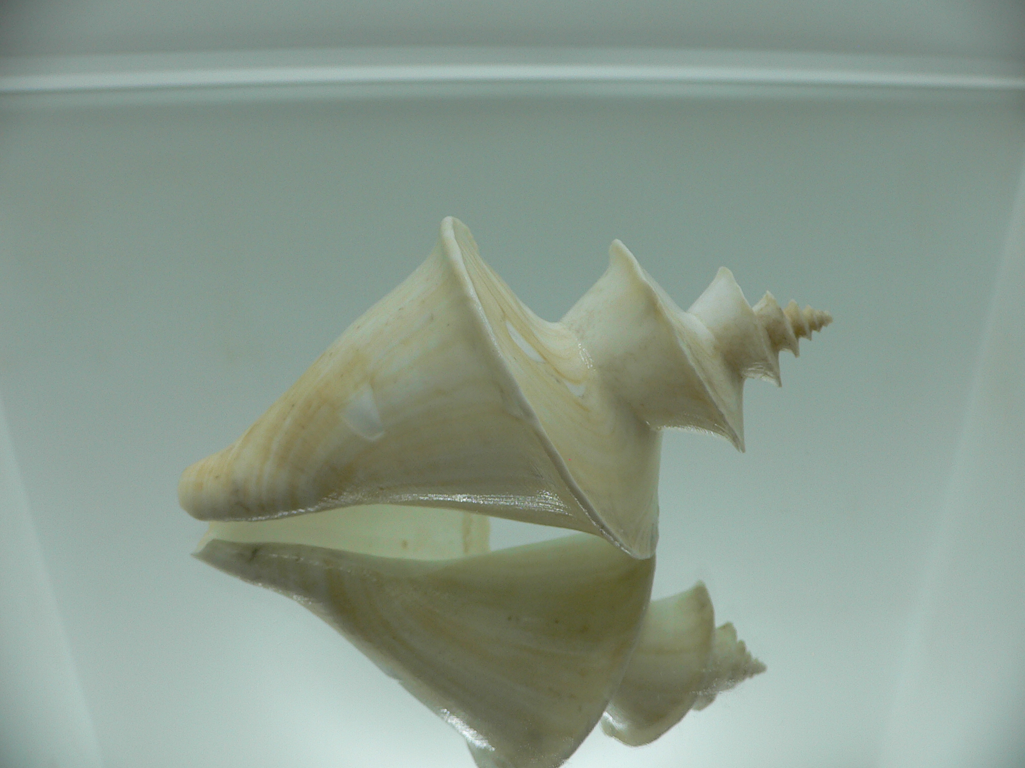 Thatcheria mirabilis LIGHT