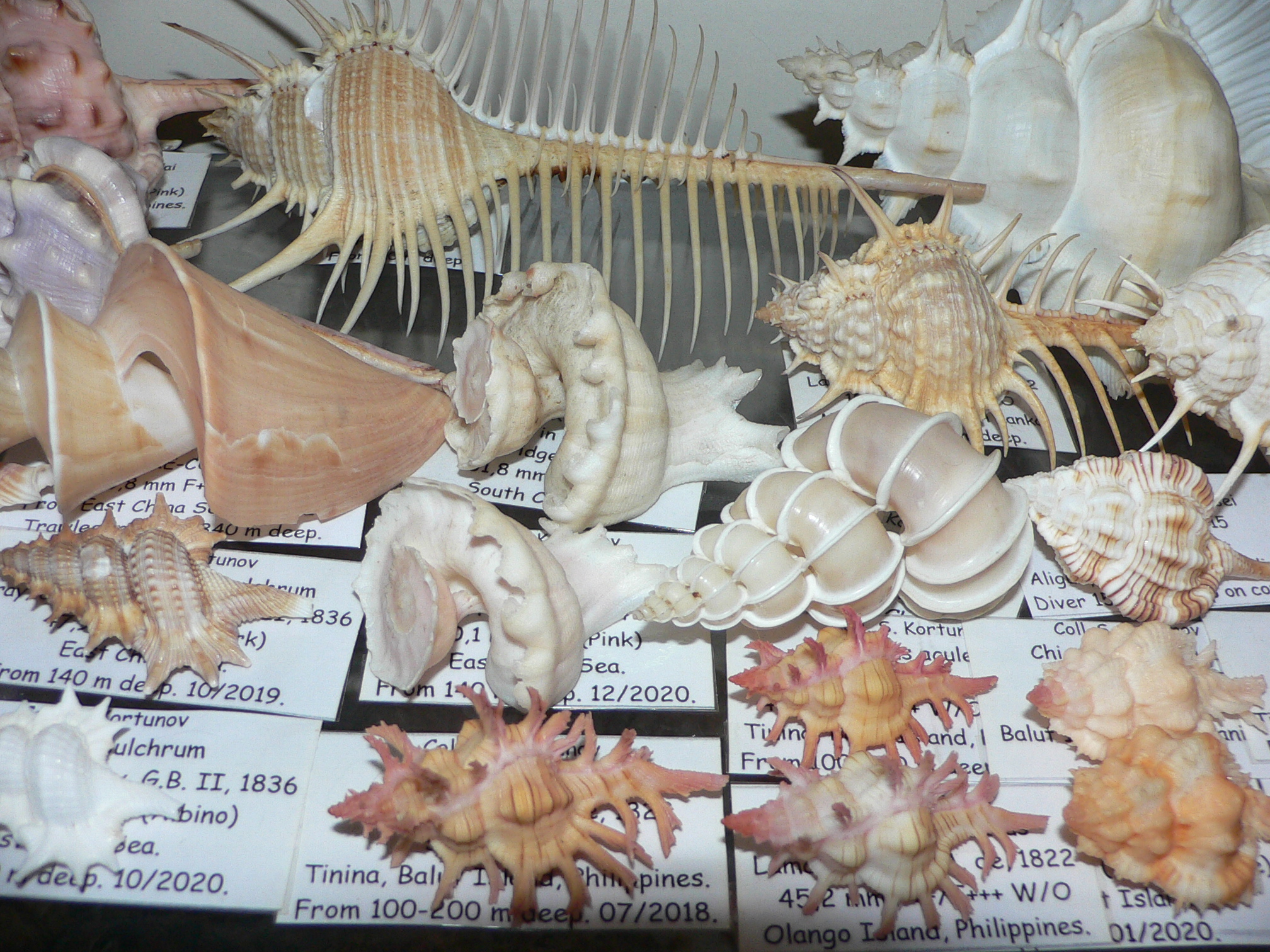 Thatcheria mirabilis LIGHT