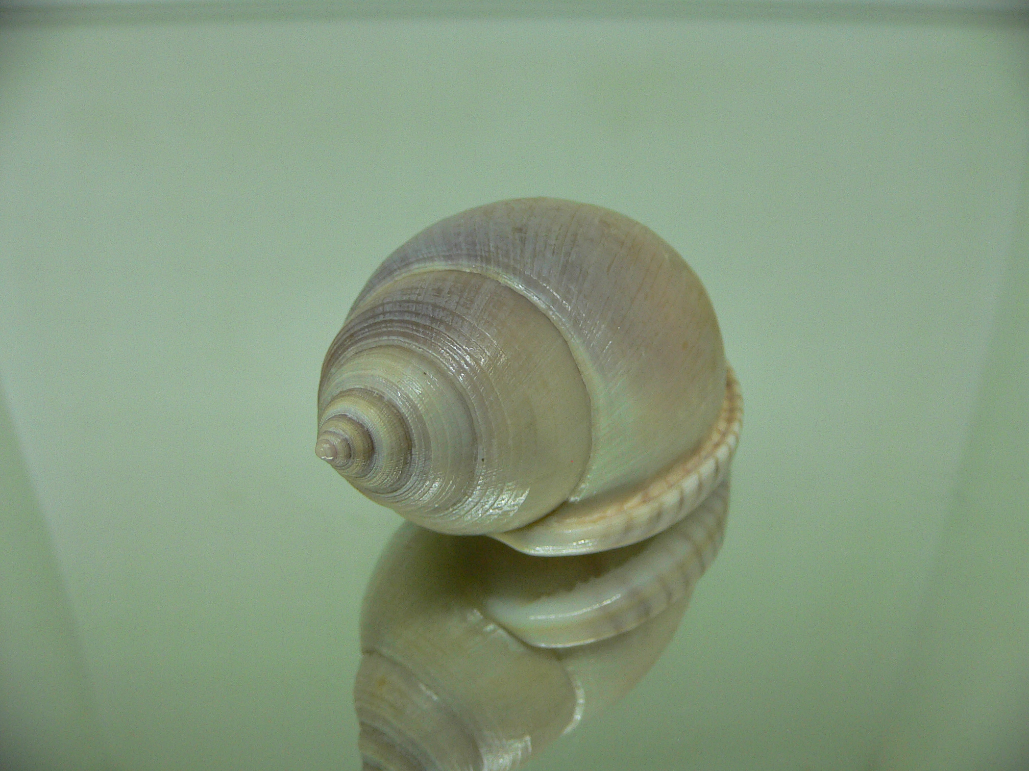 Semicassis bulla VERY BIG & VIOLET