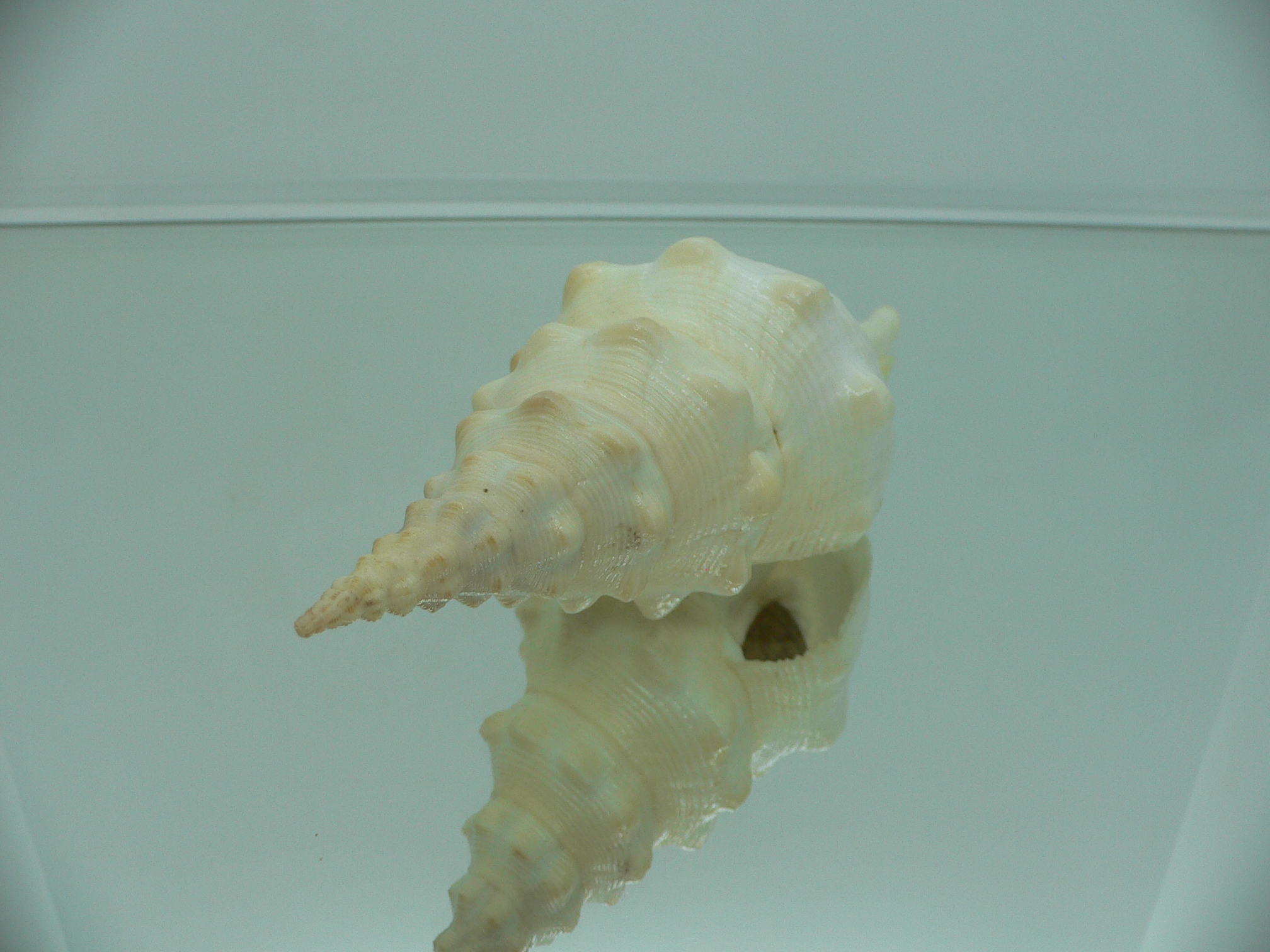 Cyrtulus undatus BIG