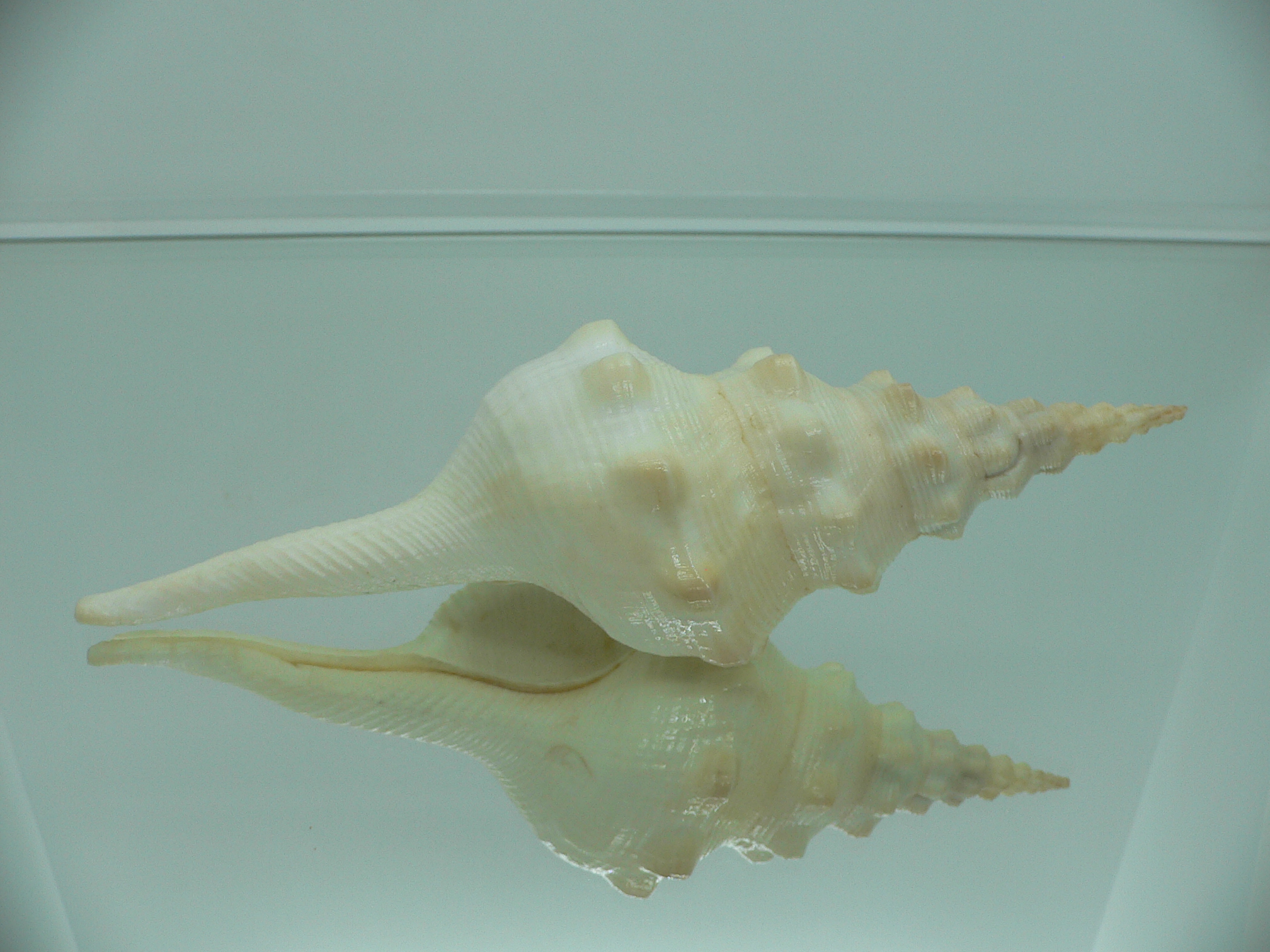 Cyrtulus undatus BIG