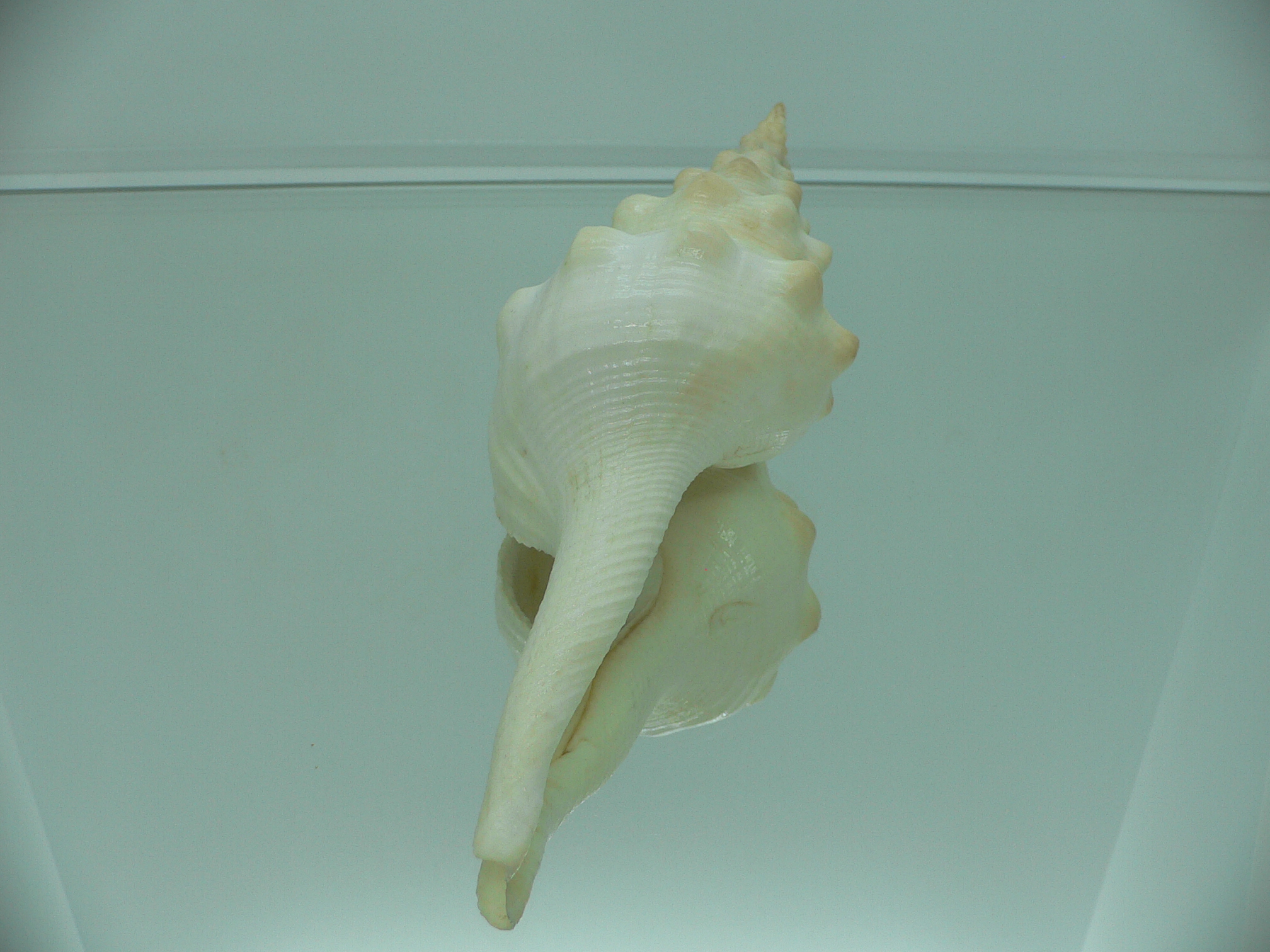 Cyrtulus undatus BIG