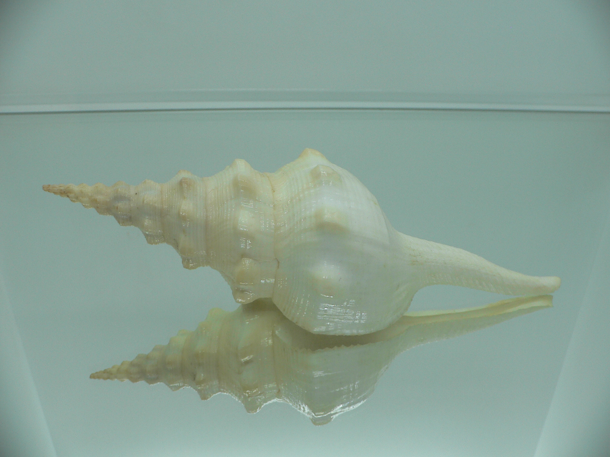 Cyrtulus undatus BIG