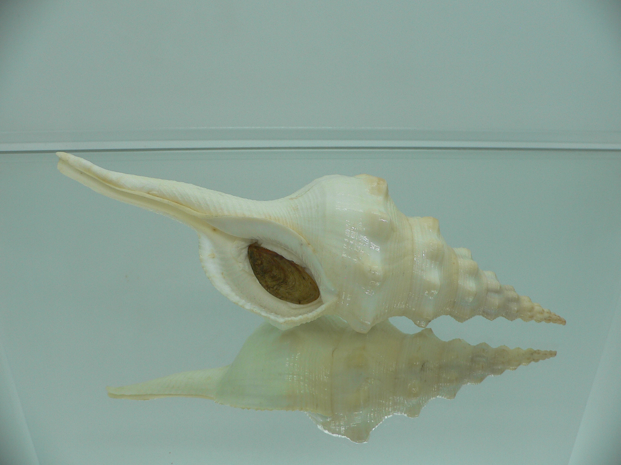 Cyrtulus undatus BIG