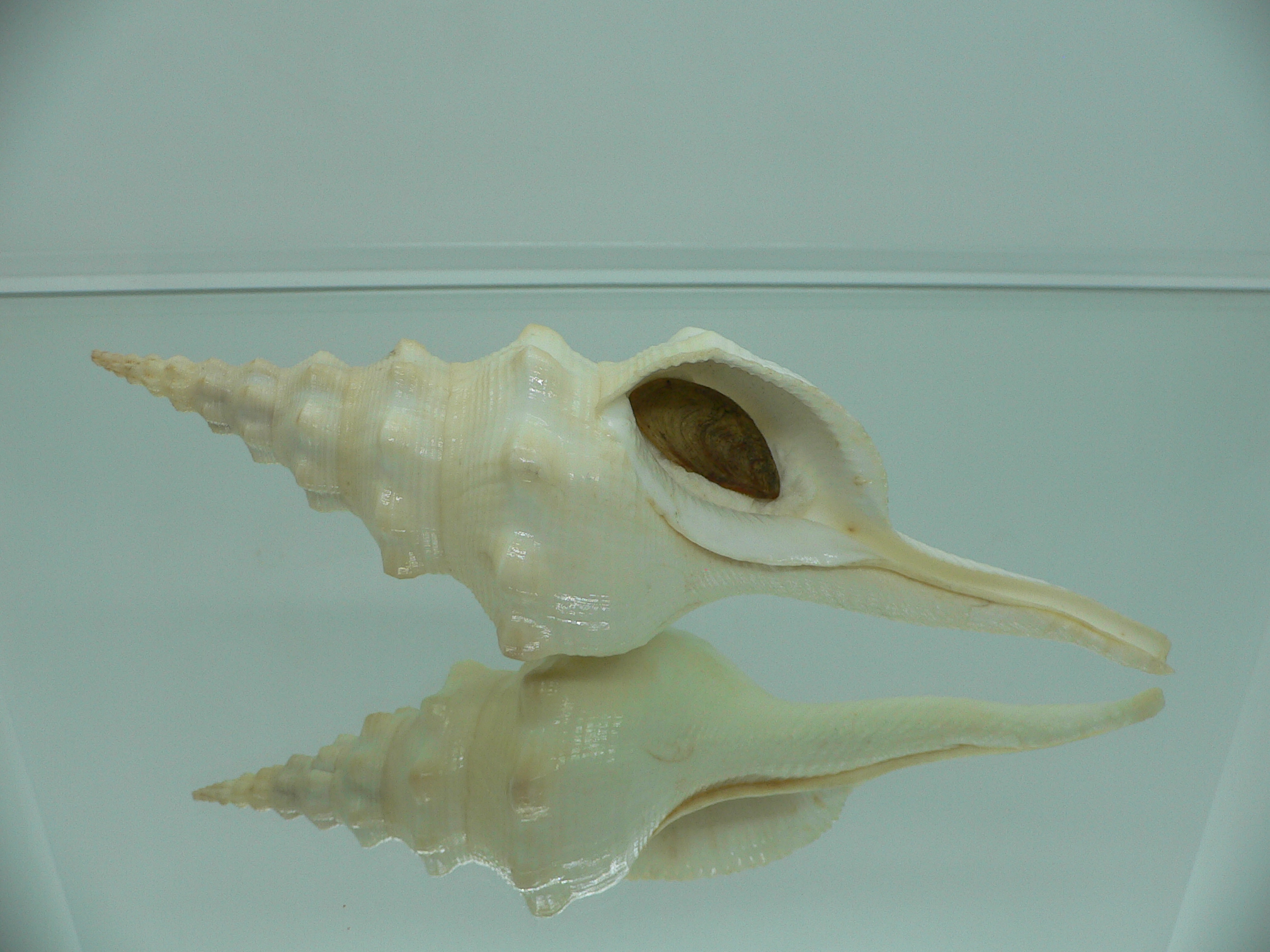 Cyrtulus undatus BIG