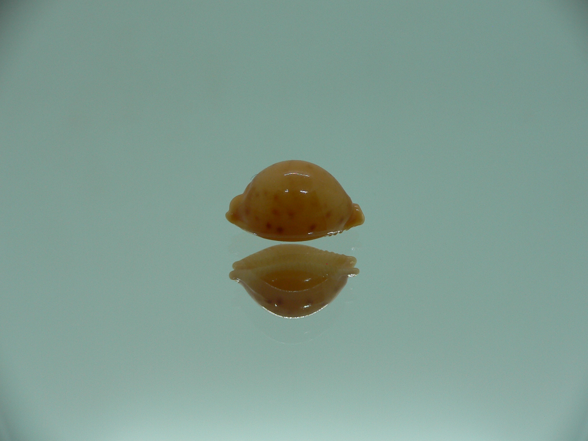 Cypraea globulus brevirostris IDEAL & GOOD SIZE