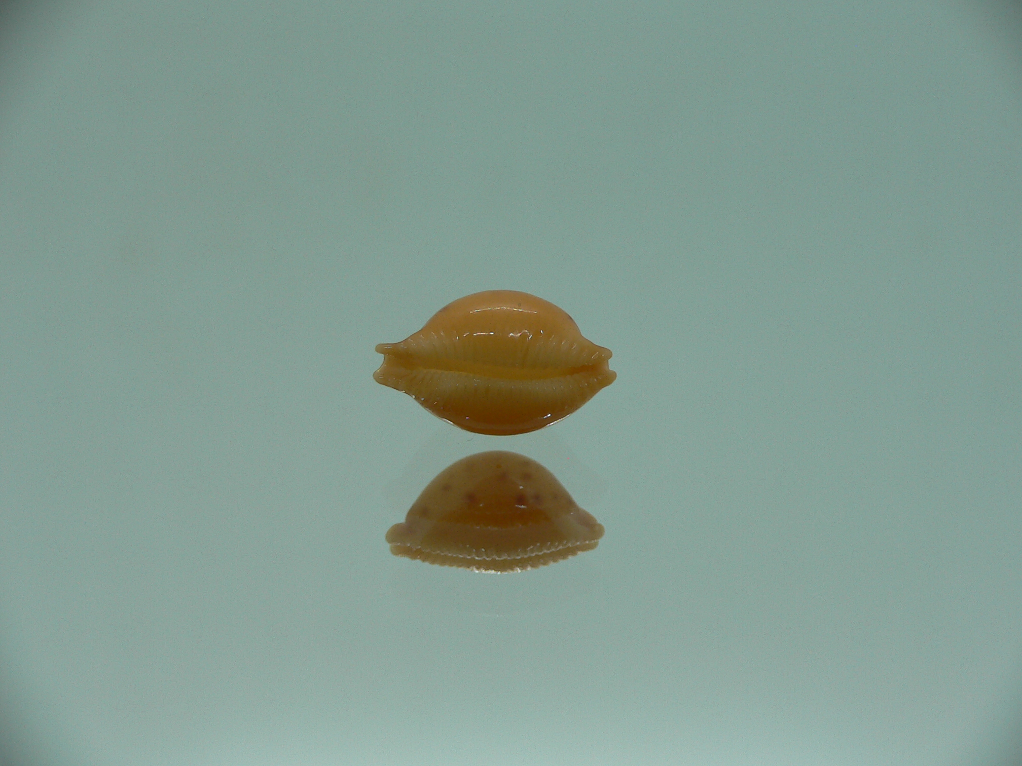 Cypraea globulus brevirostris IDEAL & GOOD SIZE