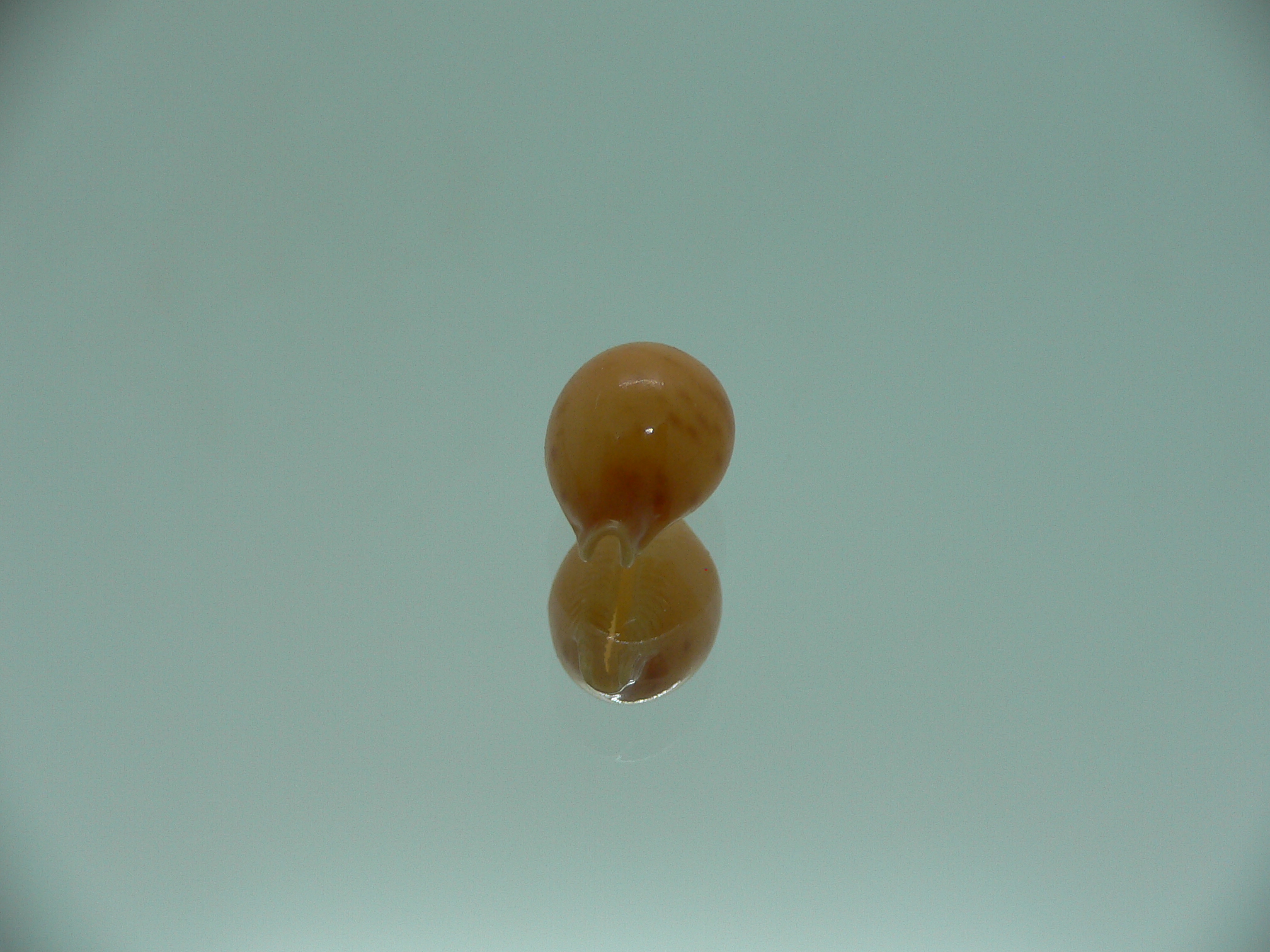 Cypraea globulus brevirostris IDEAL & GOOD SIZE