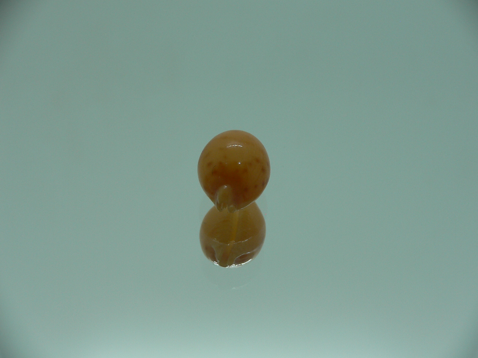 Cypraea globulus brevirostris IDEAL & GOOD SIZE
