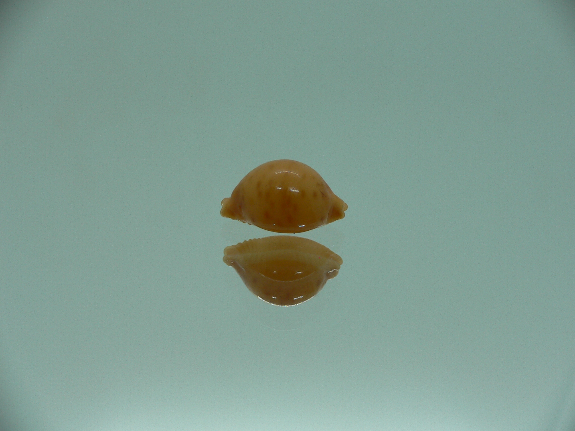 Cypraea globulus brevirostris IDEAL & GOOD SIZE