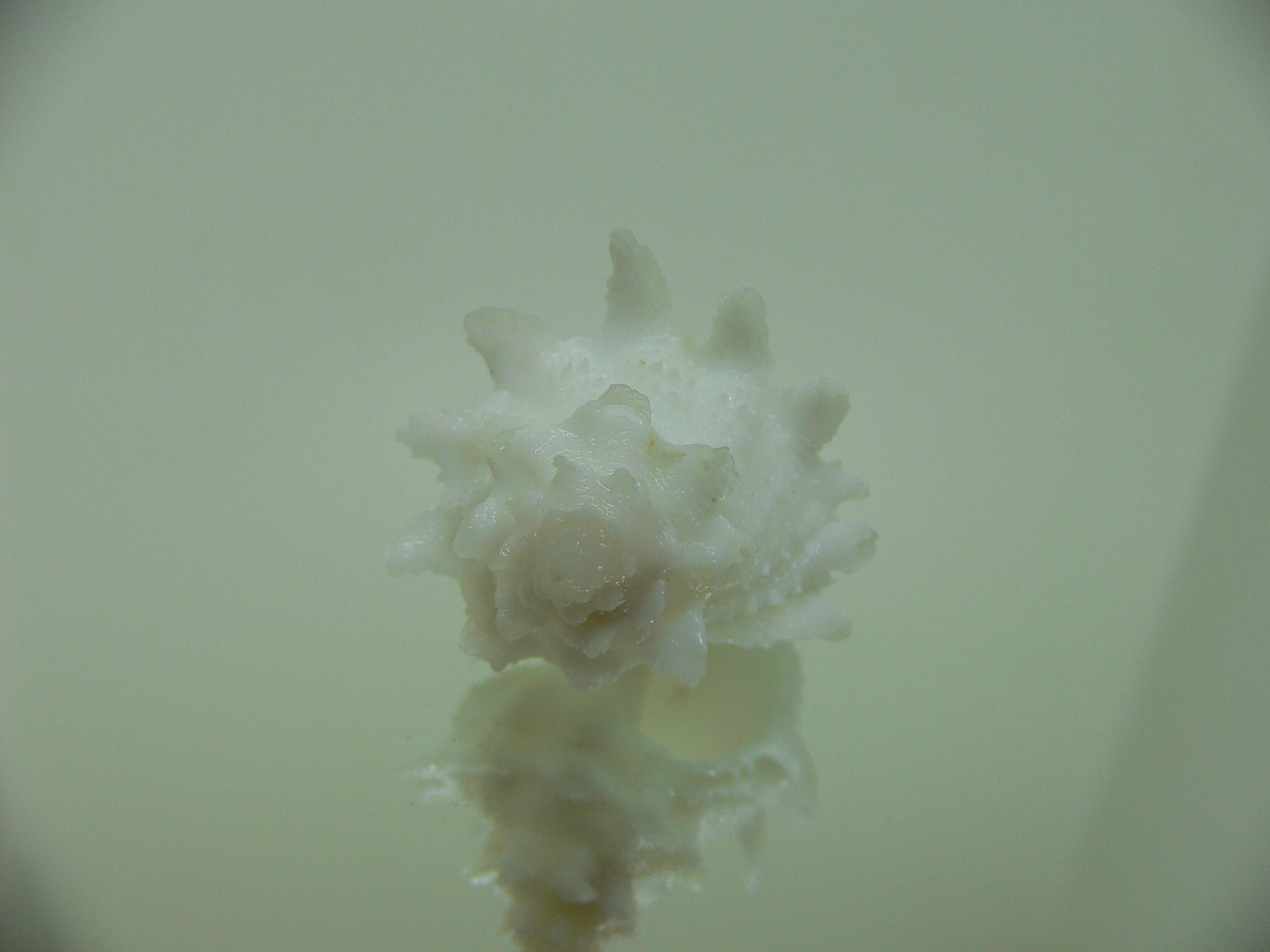 Babelomurex armatus WHITE