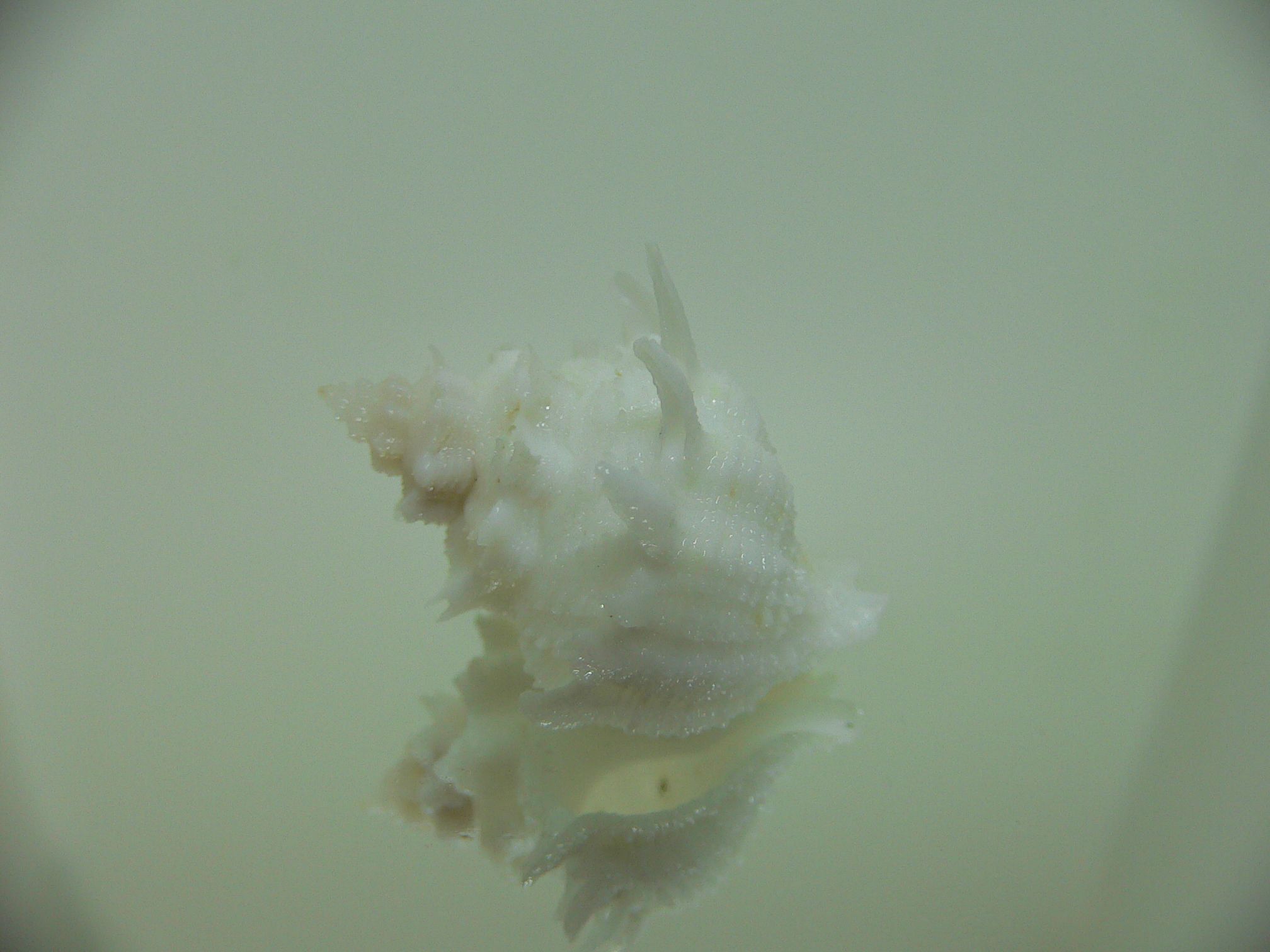 Babelomurex armatus WHITE