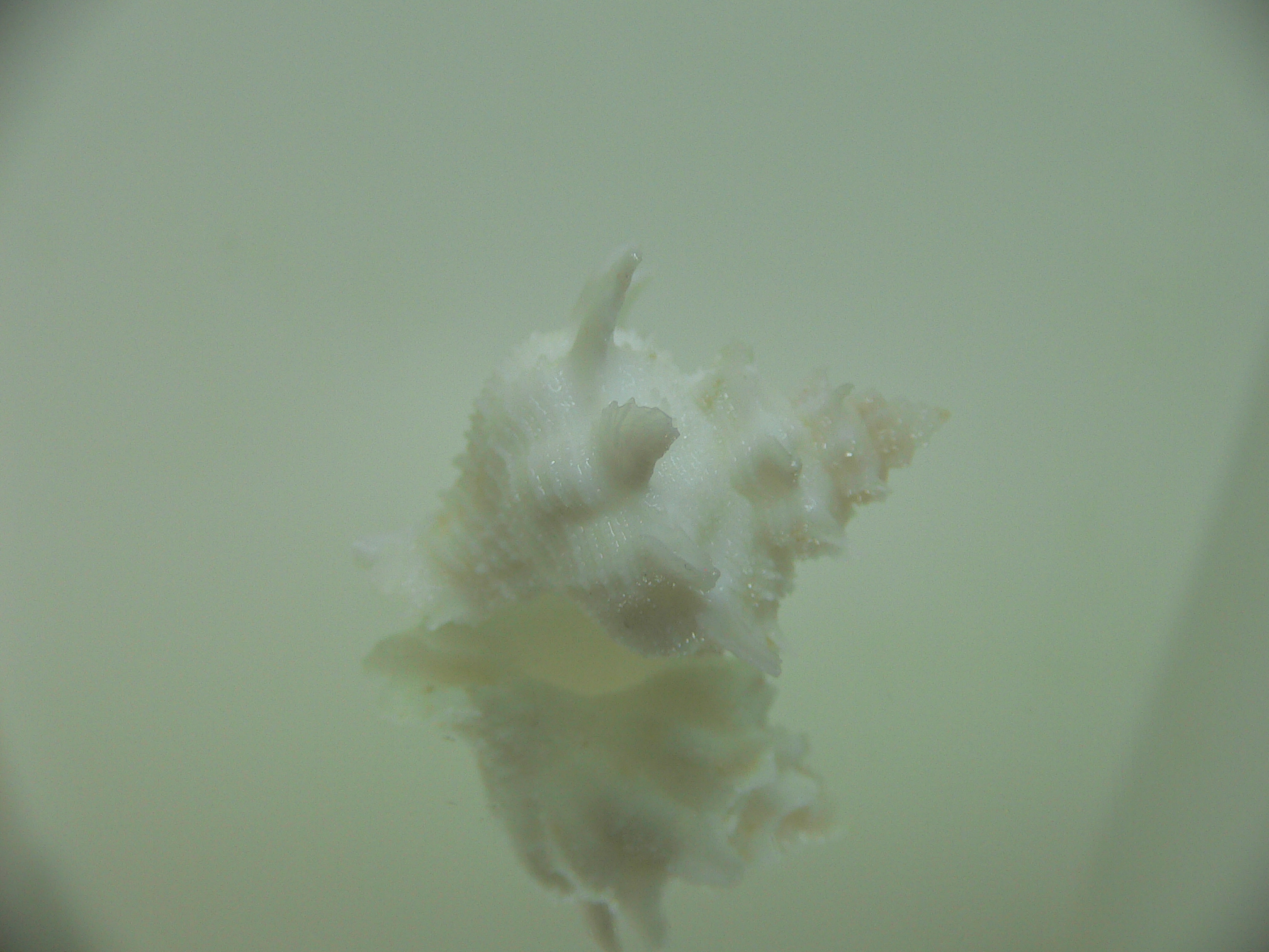 Babelomurex armatus WHITE