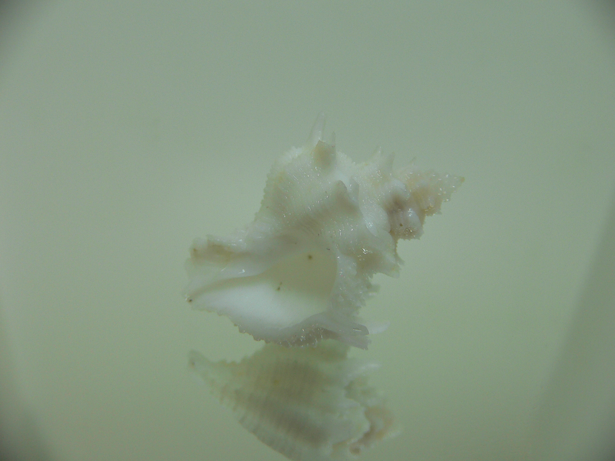 Babelomurex armatus WHITE
