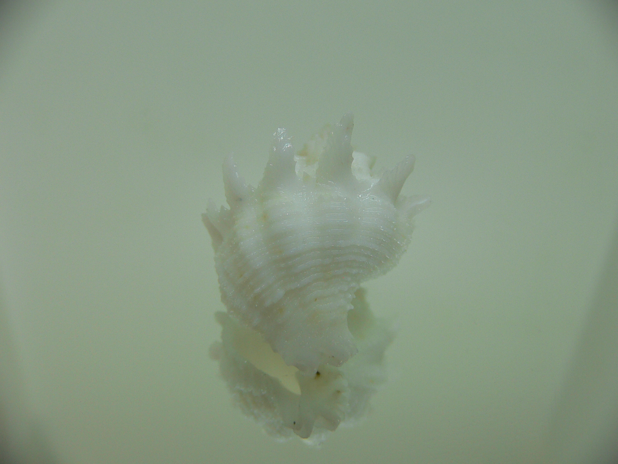 Babelomurex armatus WHITE